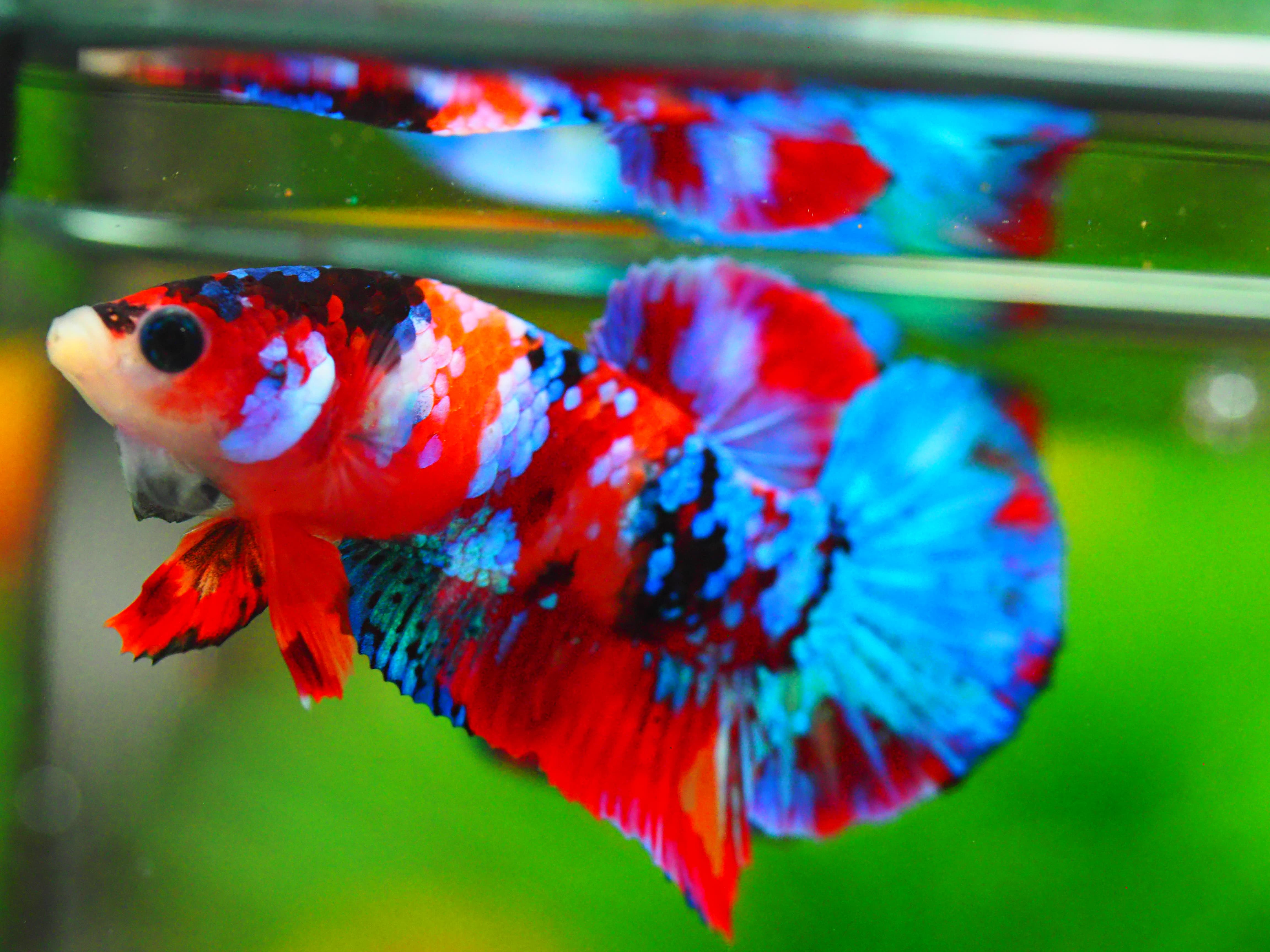 HMPK KOI GALAXY MALE GRADE A +++