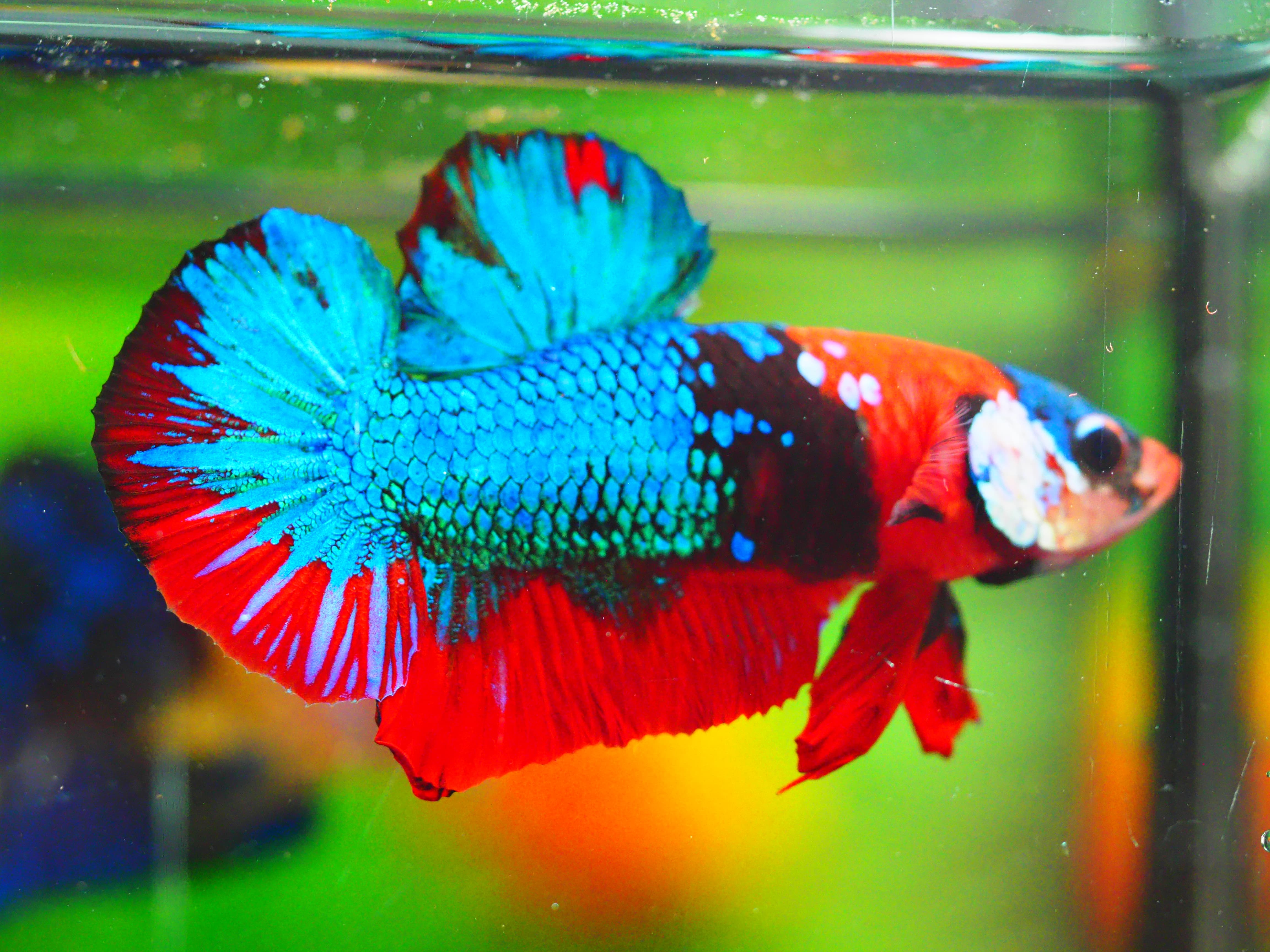 HMPK KOI GALAXY MALE GRADE A +++