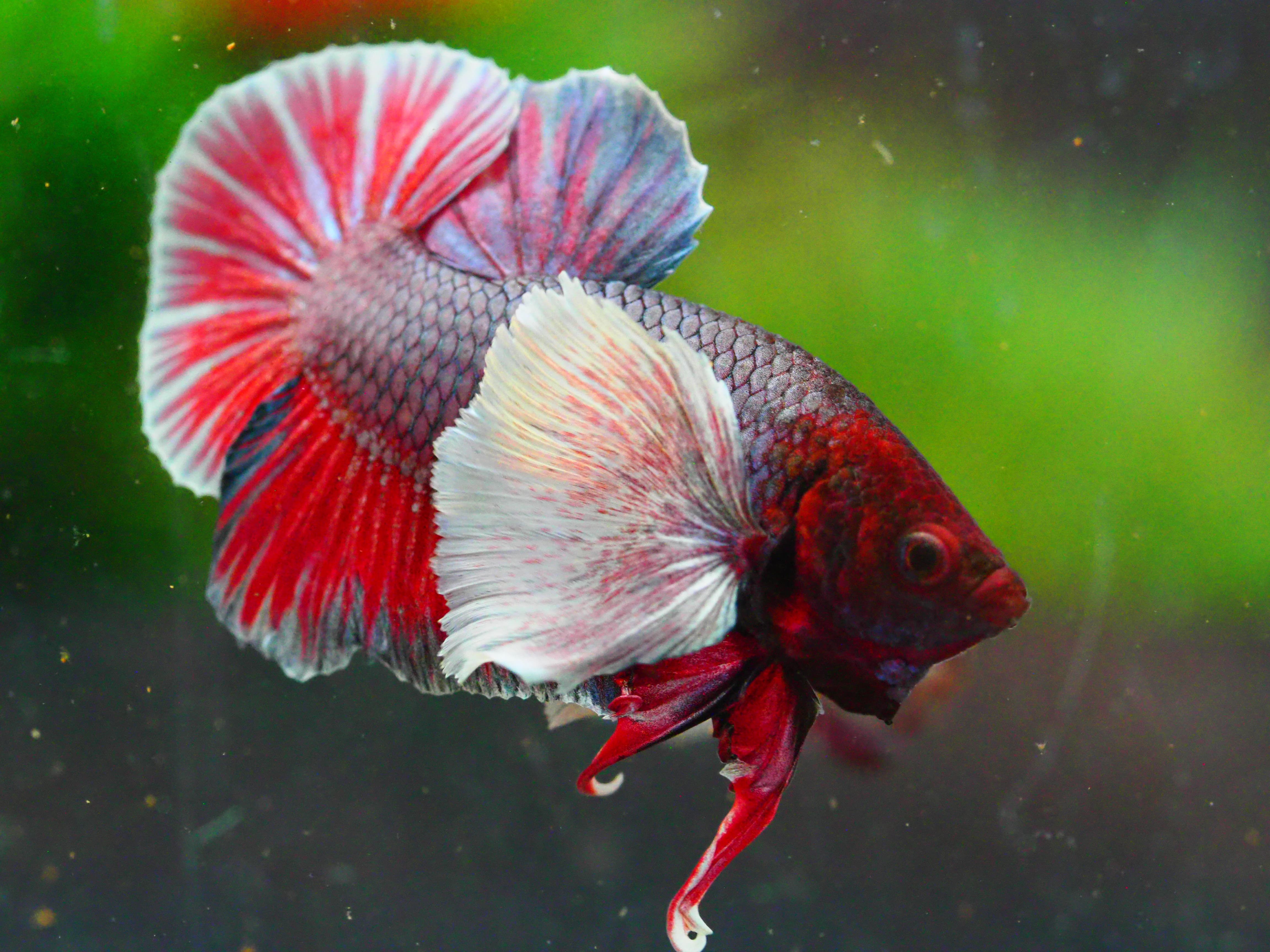 HMPK DUMBO MALE GRADE A +++