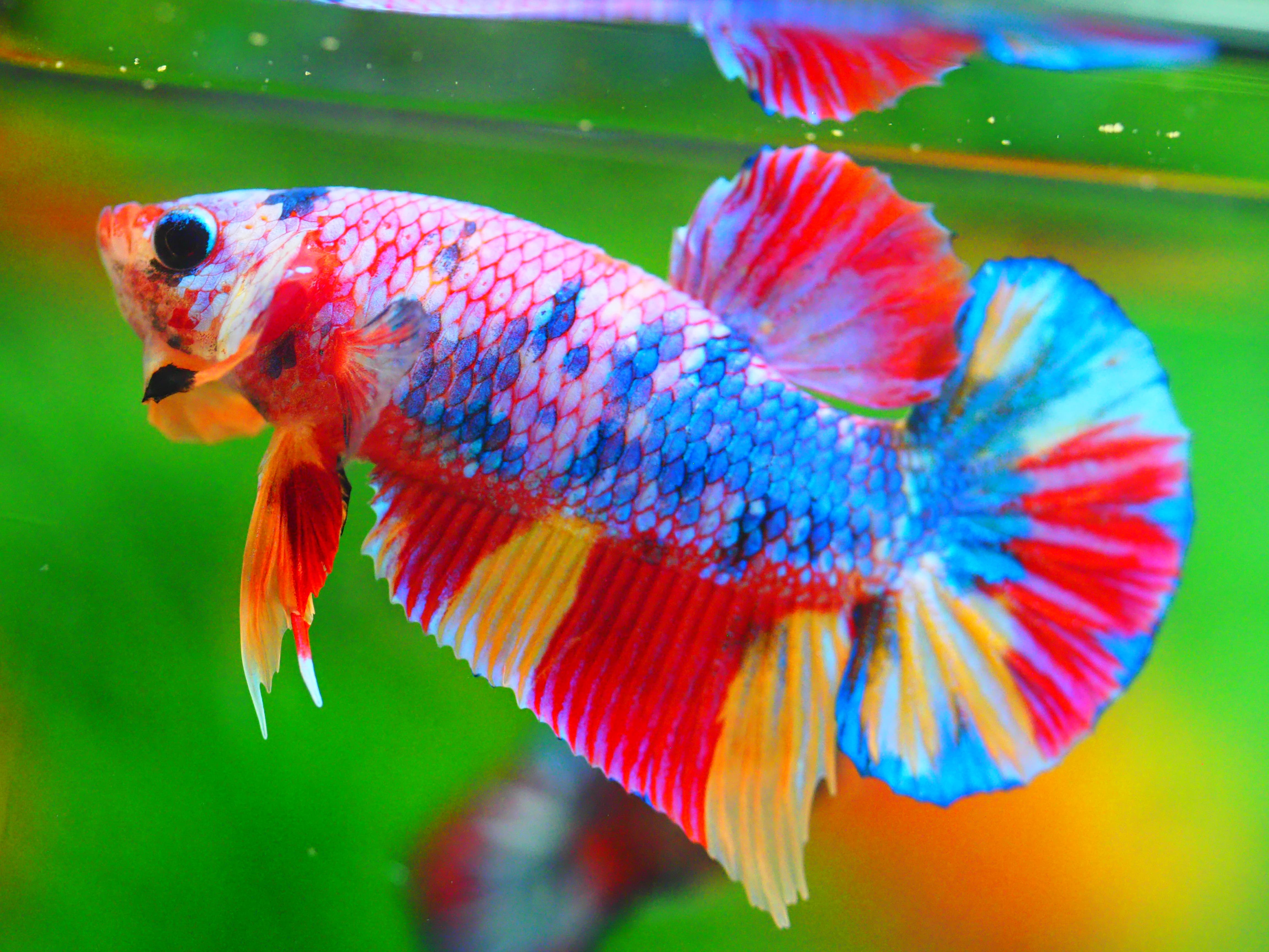 HMPK CANDY MALE GRADE A +++