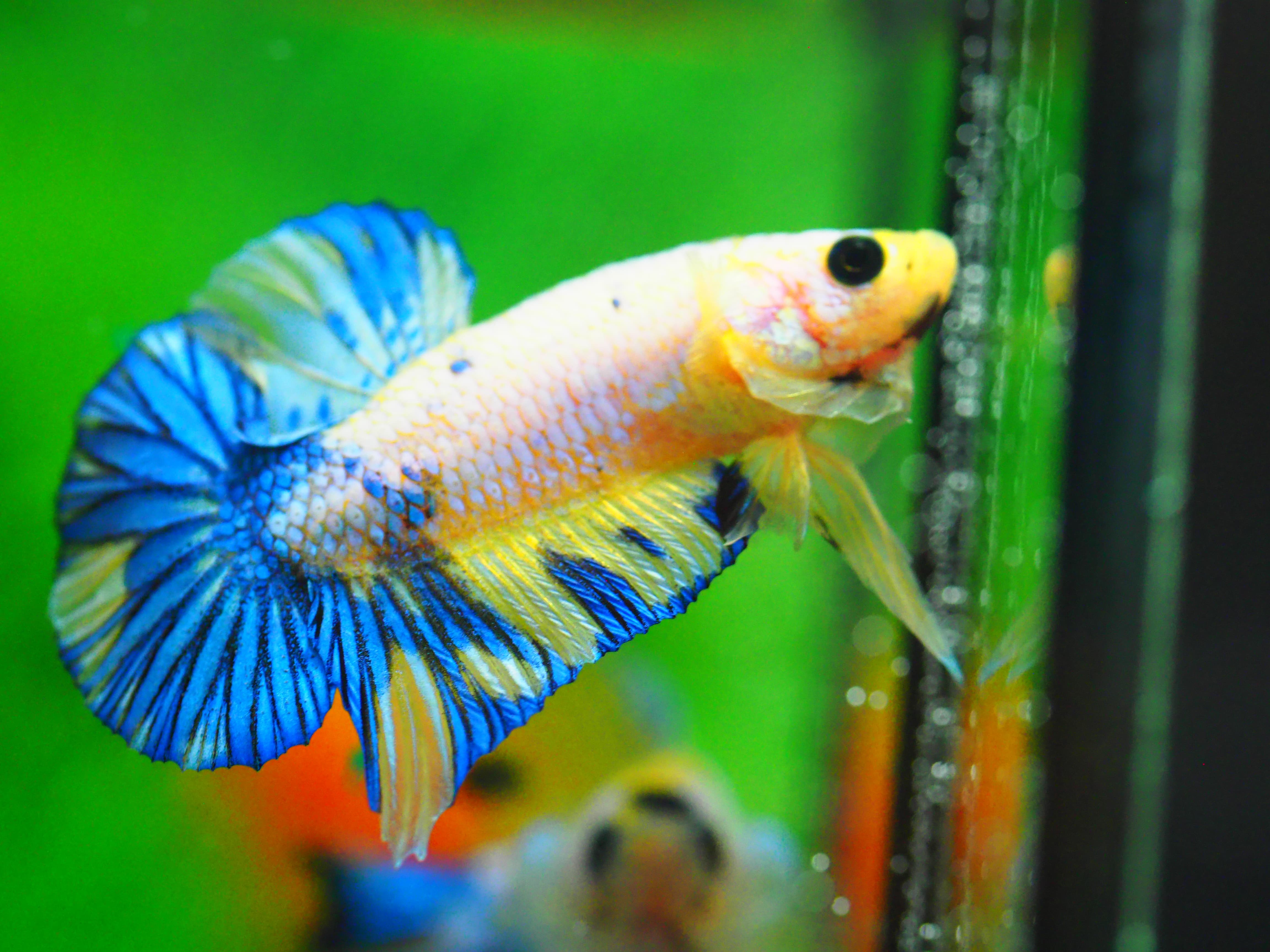 HMPK FANCY MALE GRADE A +++