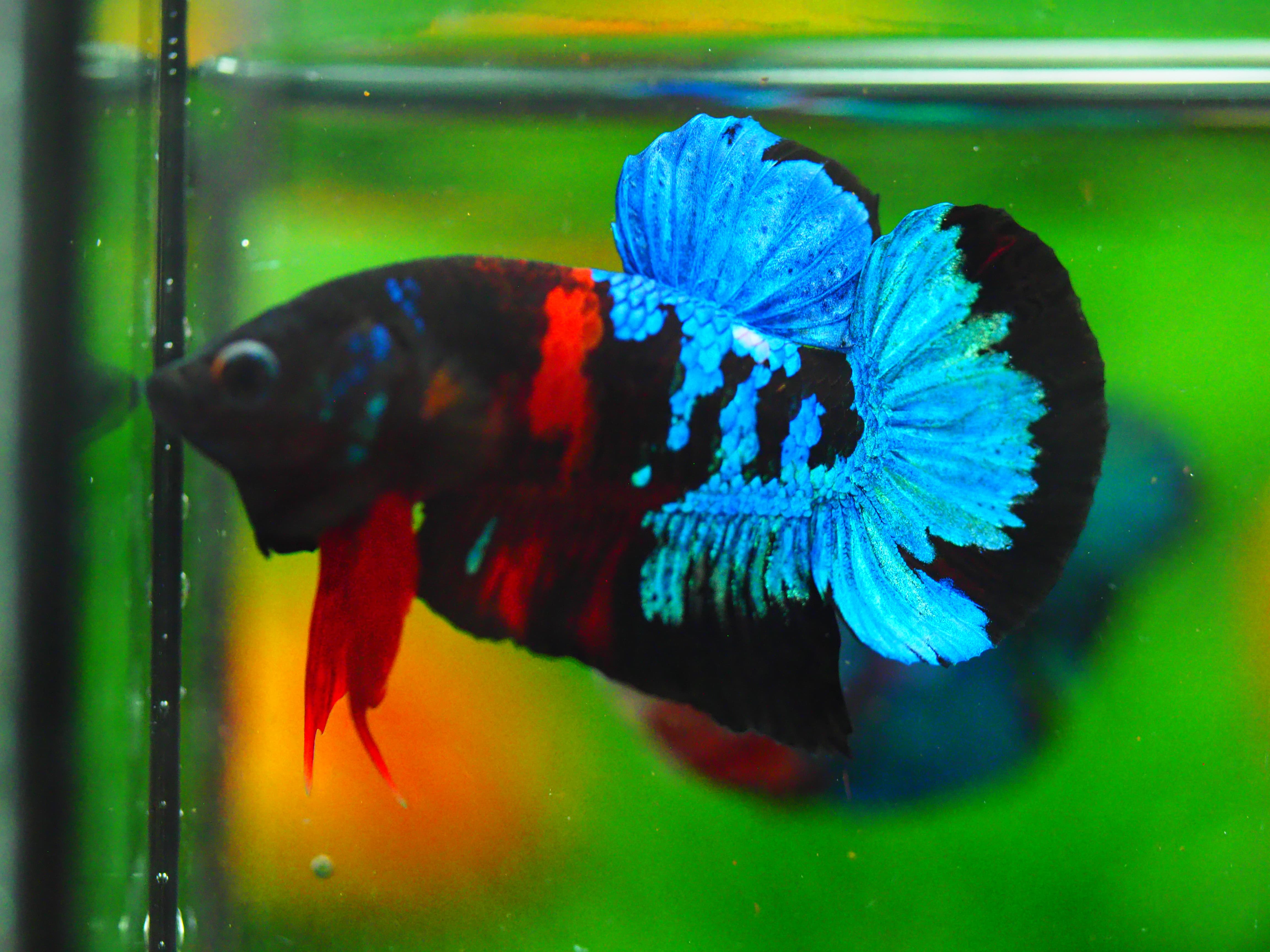 HMPK KOI GALAXY MALE GRADE A +++