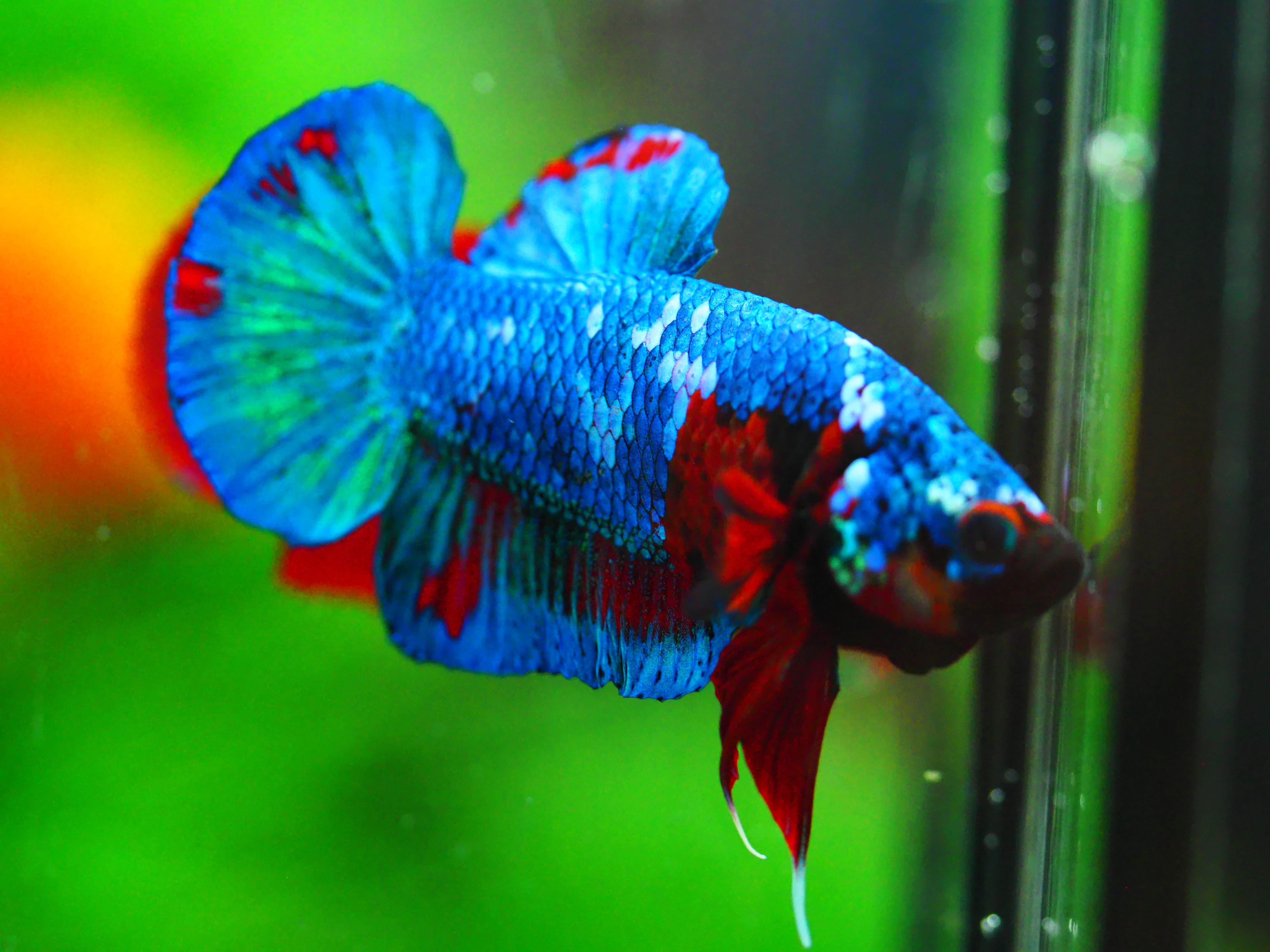 HMPK KOI GALAXY MALE GRADE A +++