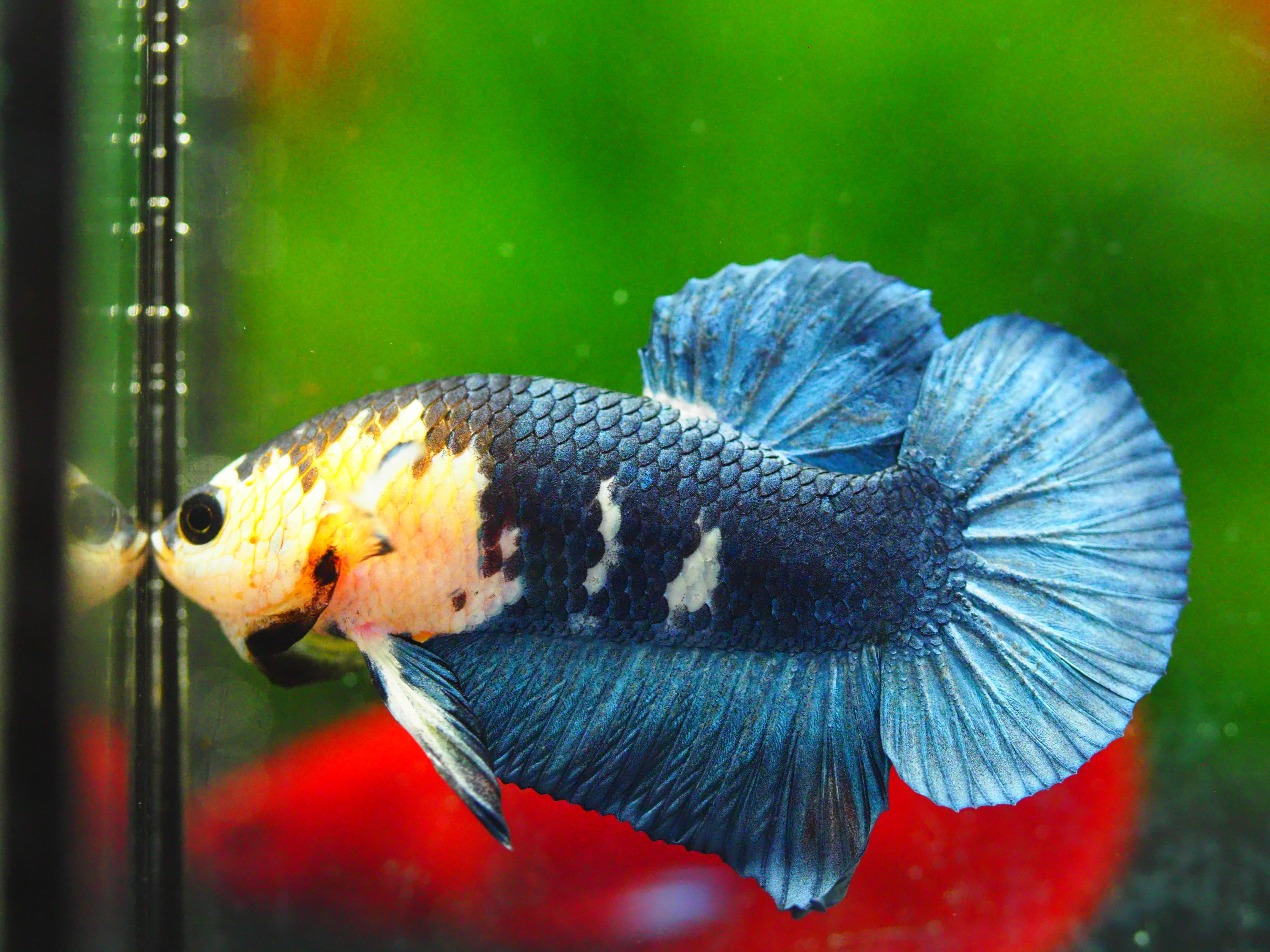 HMPKFANCY MALE GRADE A +++