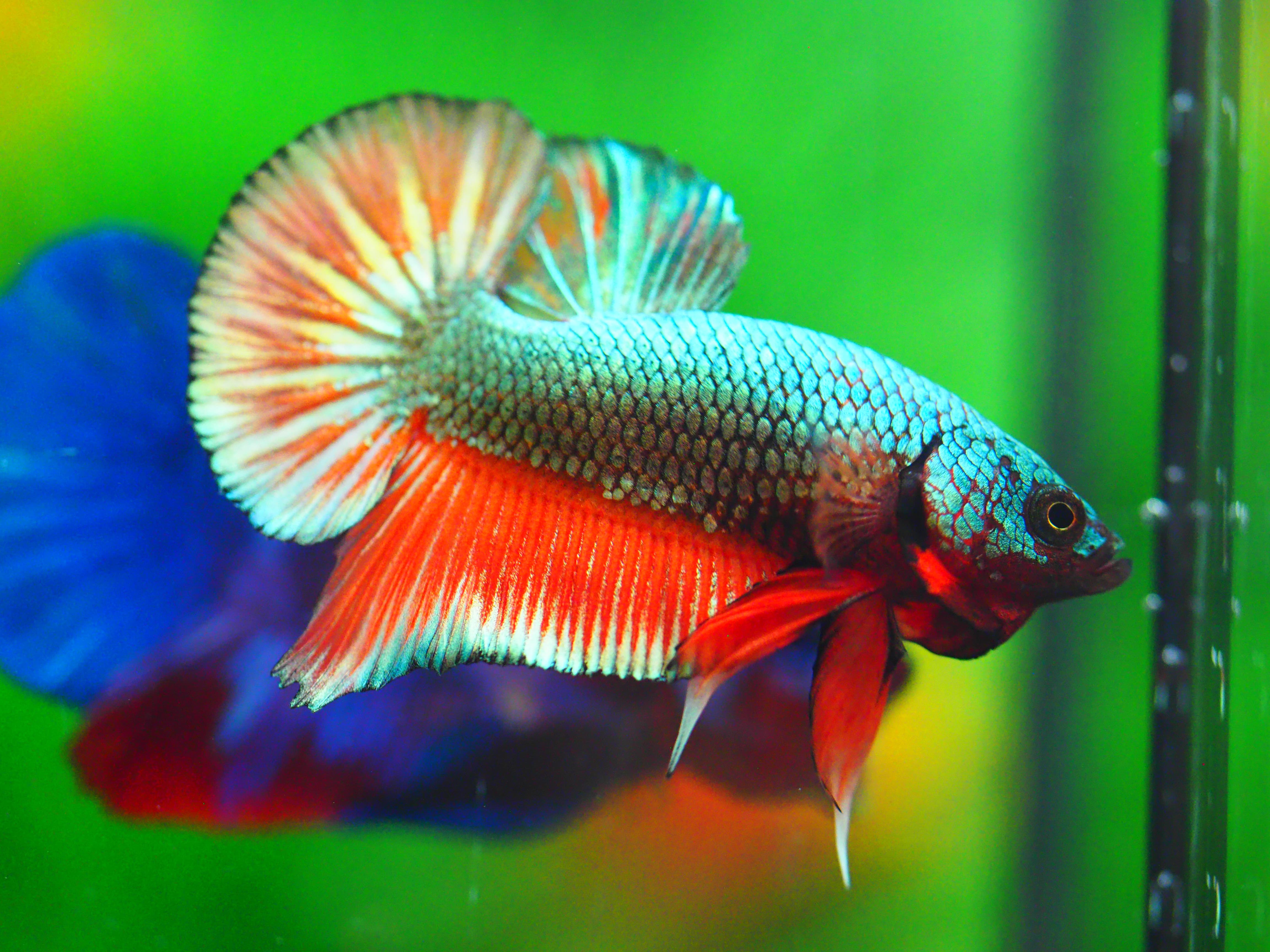 HMPK COPPER FANCY MALE GRADE A +++