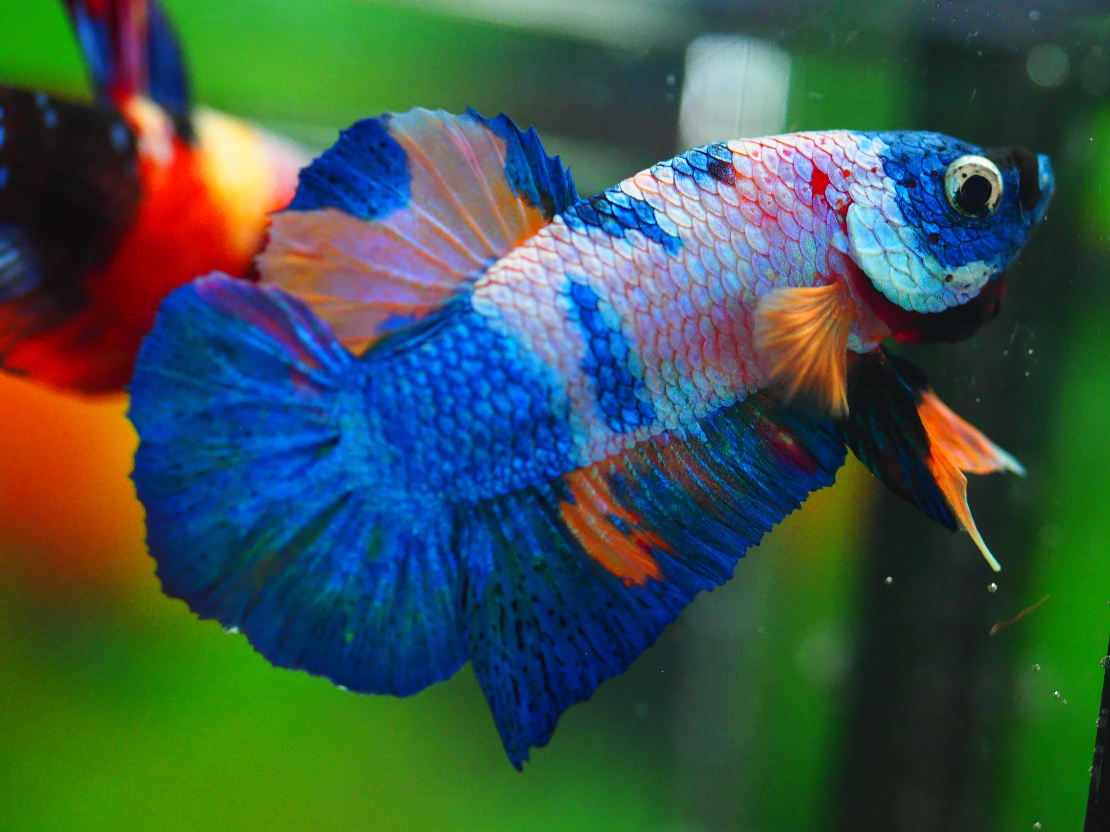 HMPK KOI GALAXY MALE GRADE A++