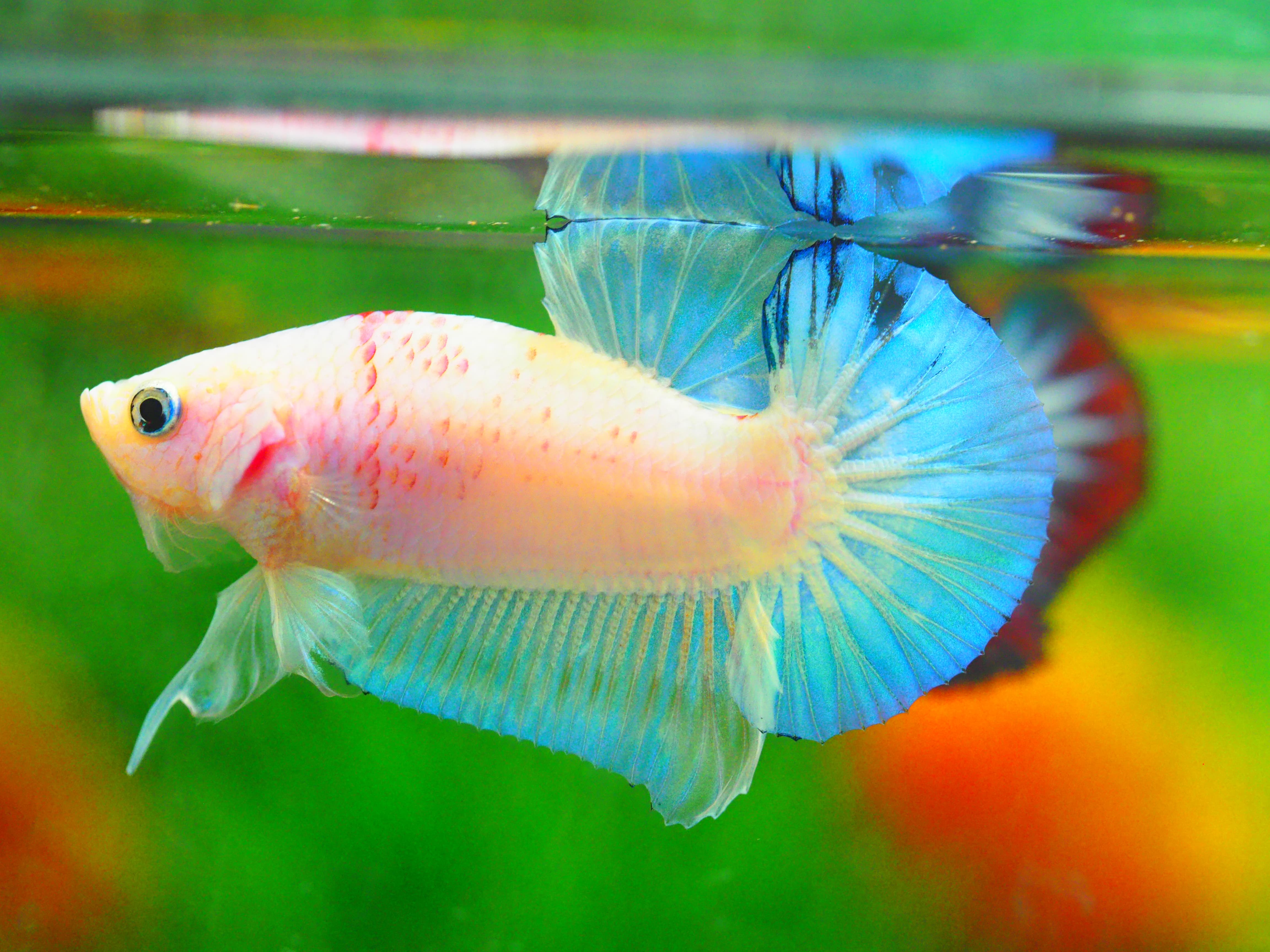 HMPK FANCY MALE GRADE A +++