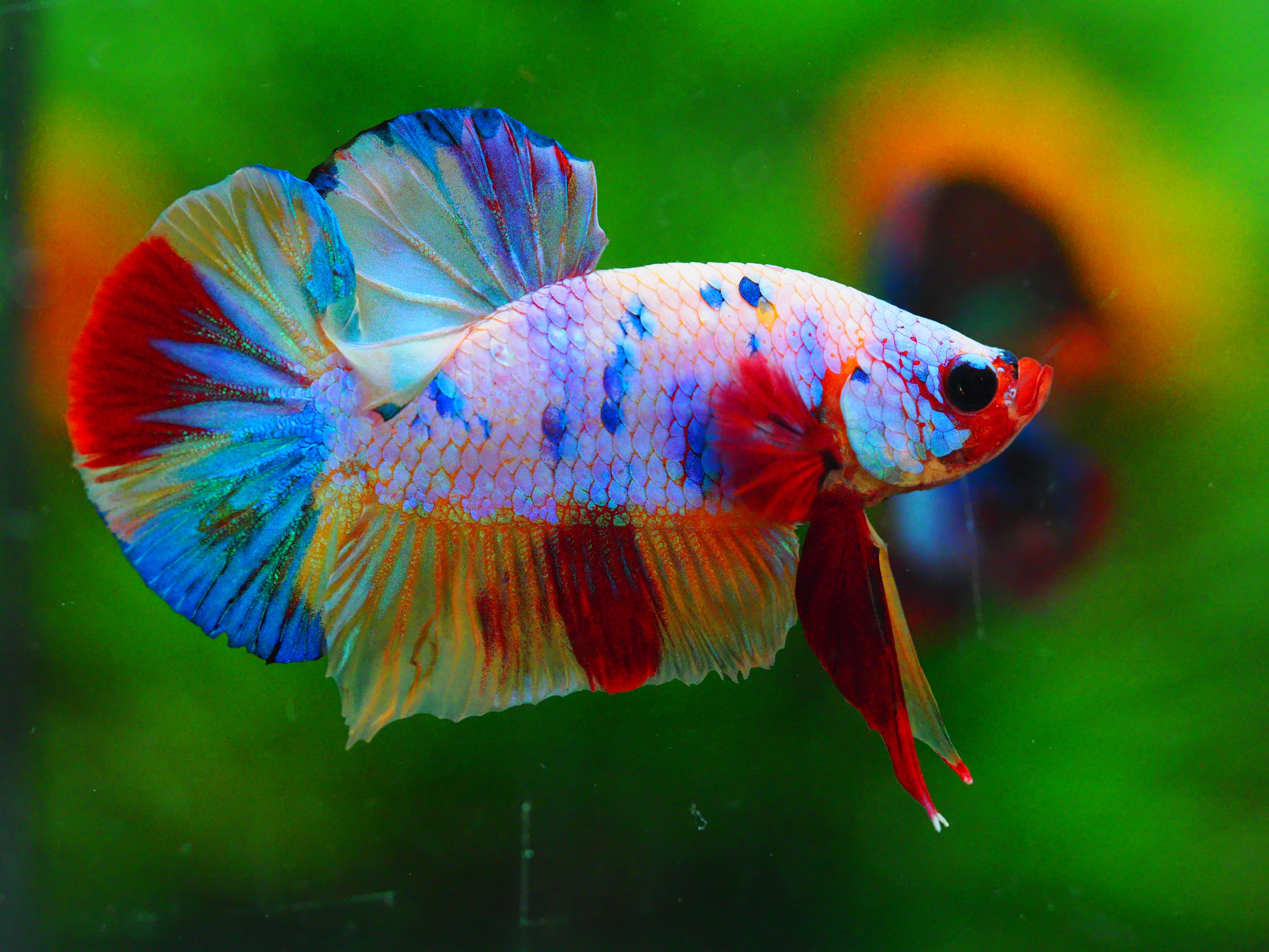 HMPK CANDY MALE GRADE A +++