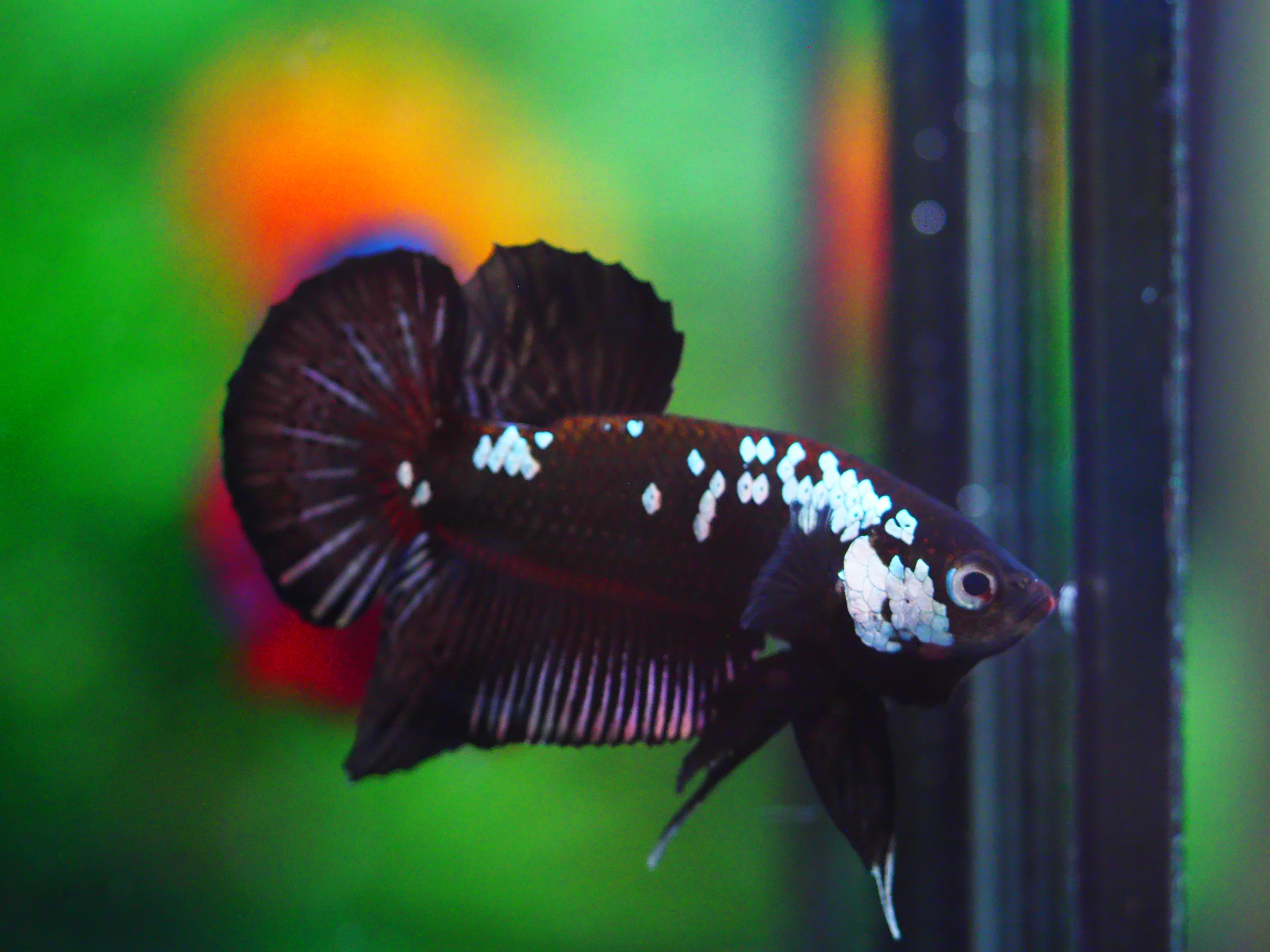 HMPK BLACK SAMURIA MALE GRADE A +++