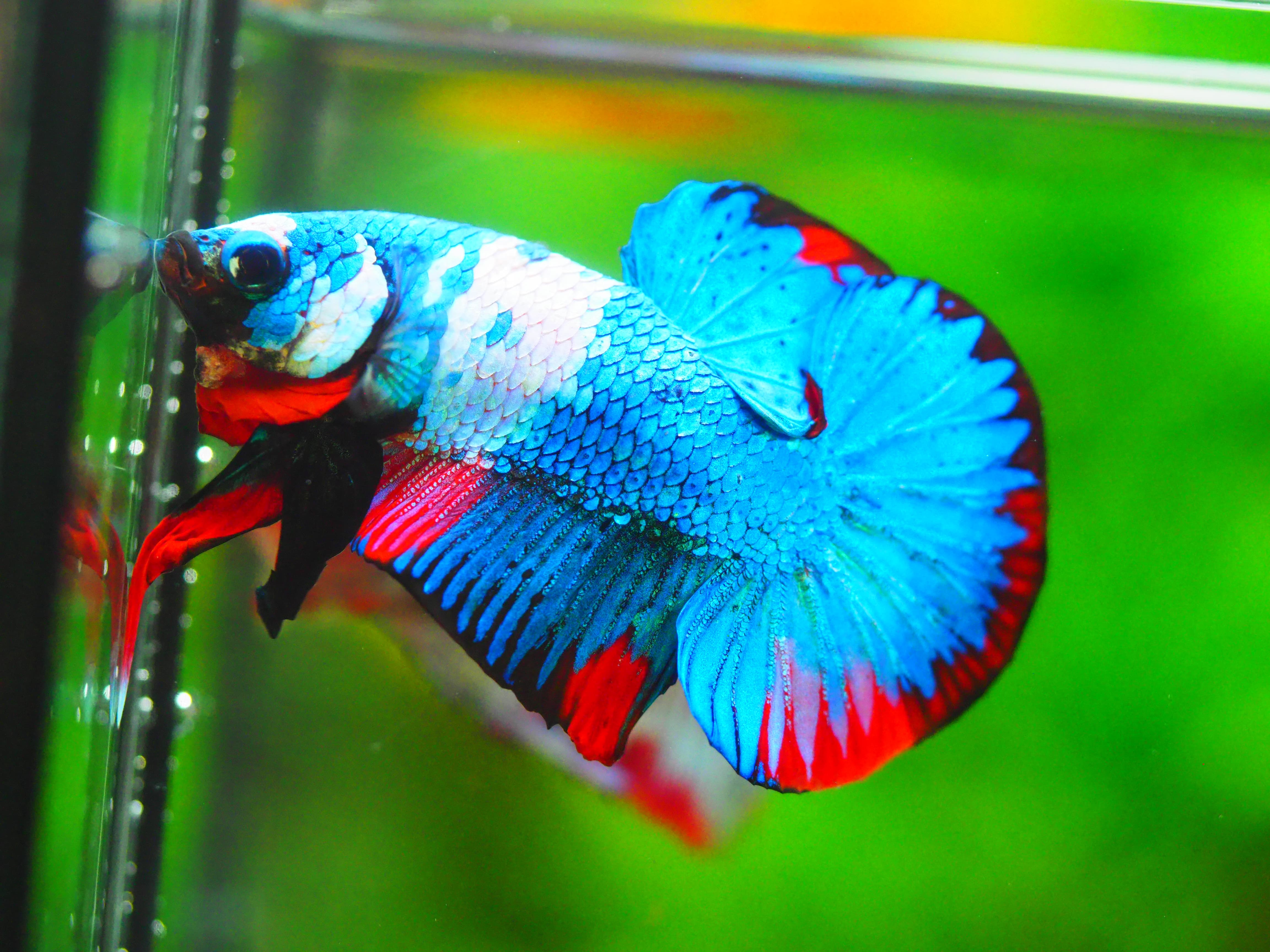 HMPK KOI GALAXY MALE GRADE A +++