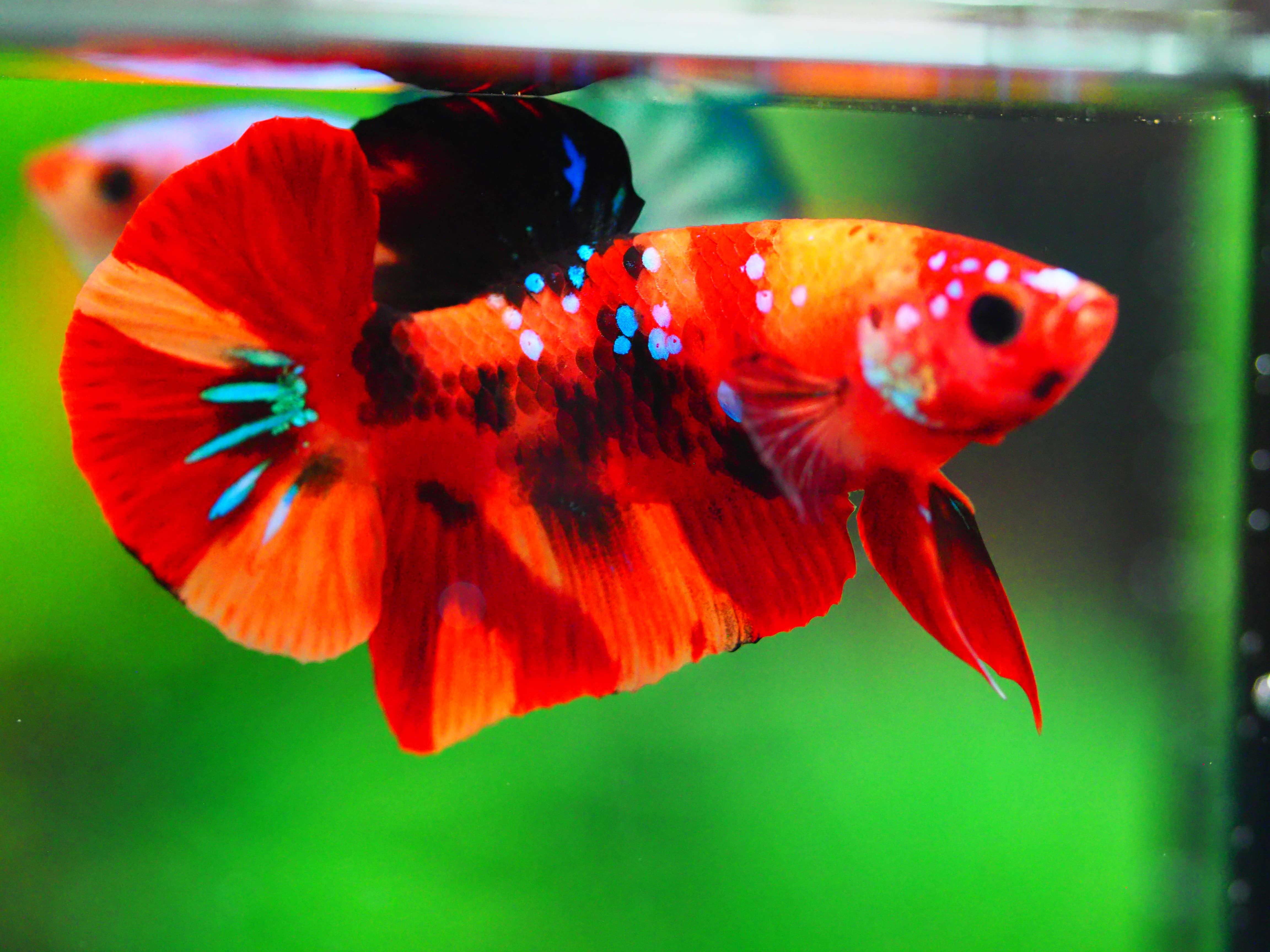 HMPK NEMO GALAXY MALE GRADE A +++