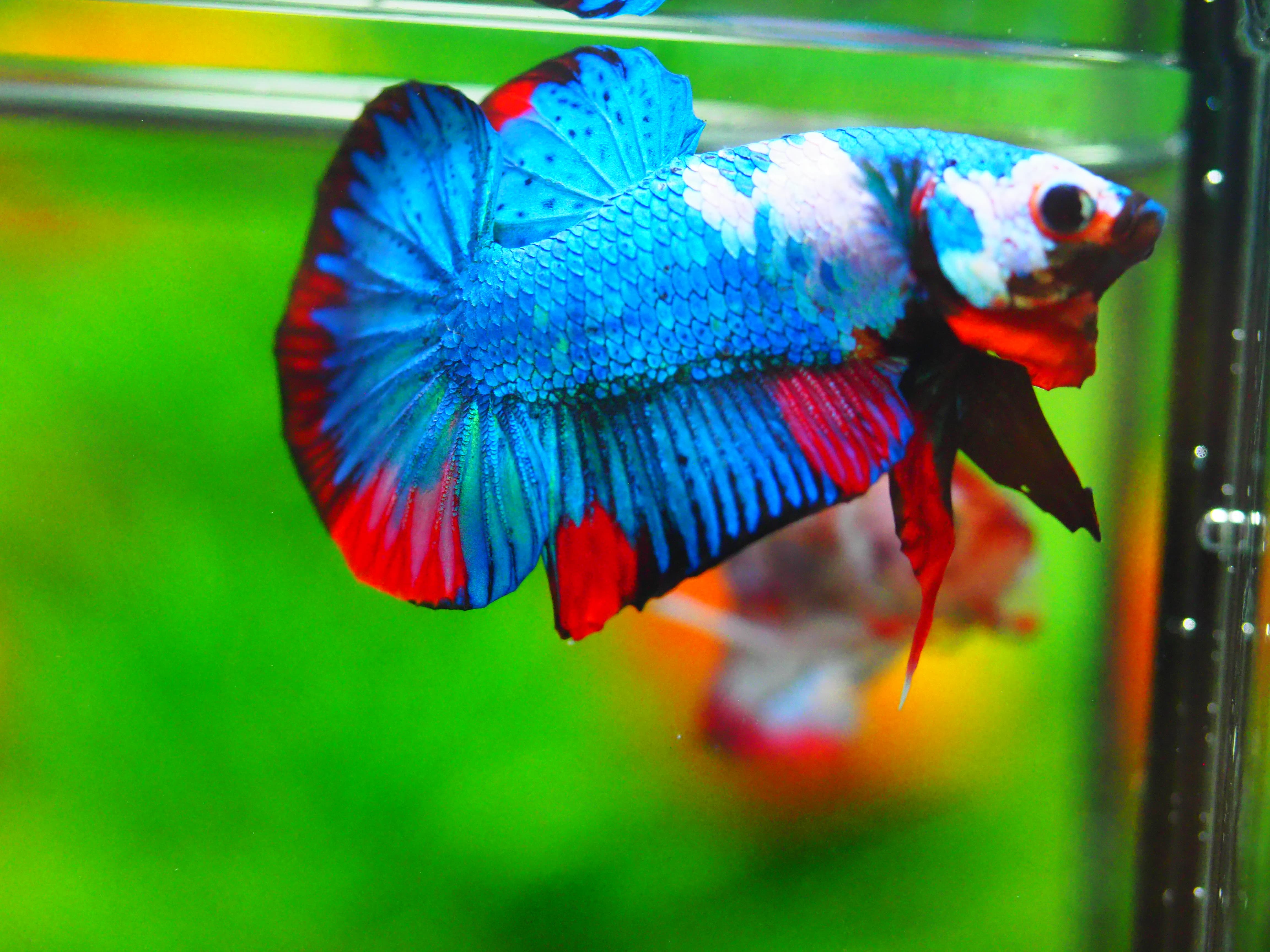 HMPK KOI GALAXY MALE GRADE A +++