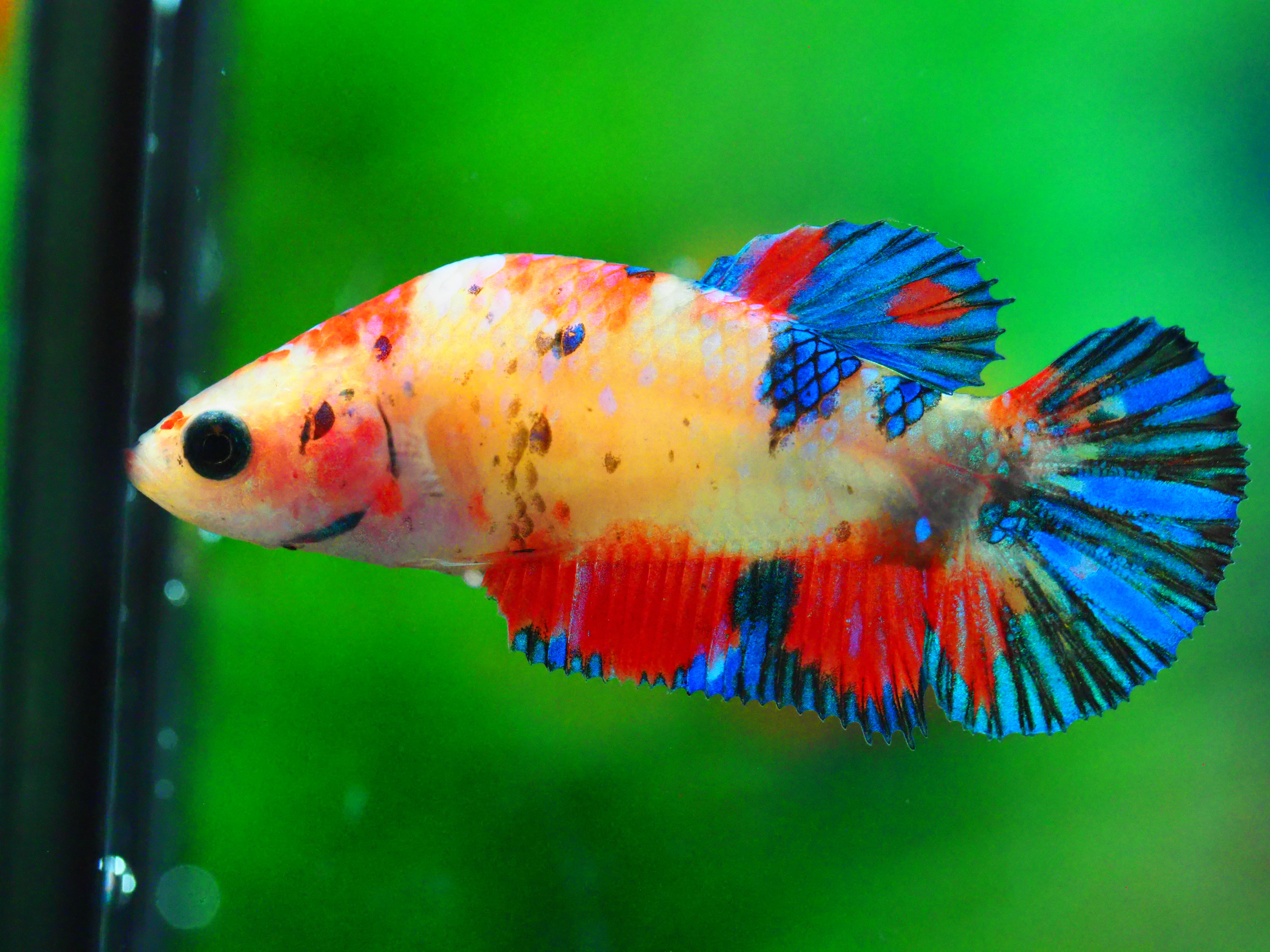 HMPK NEMO GALAXY FNMALE