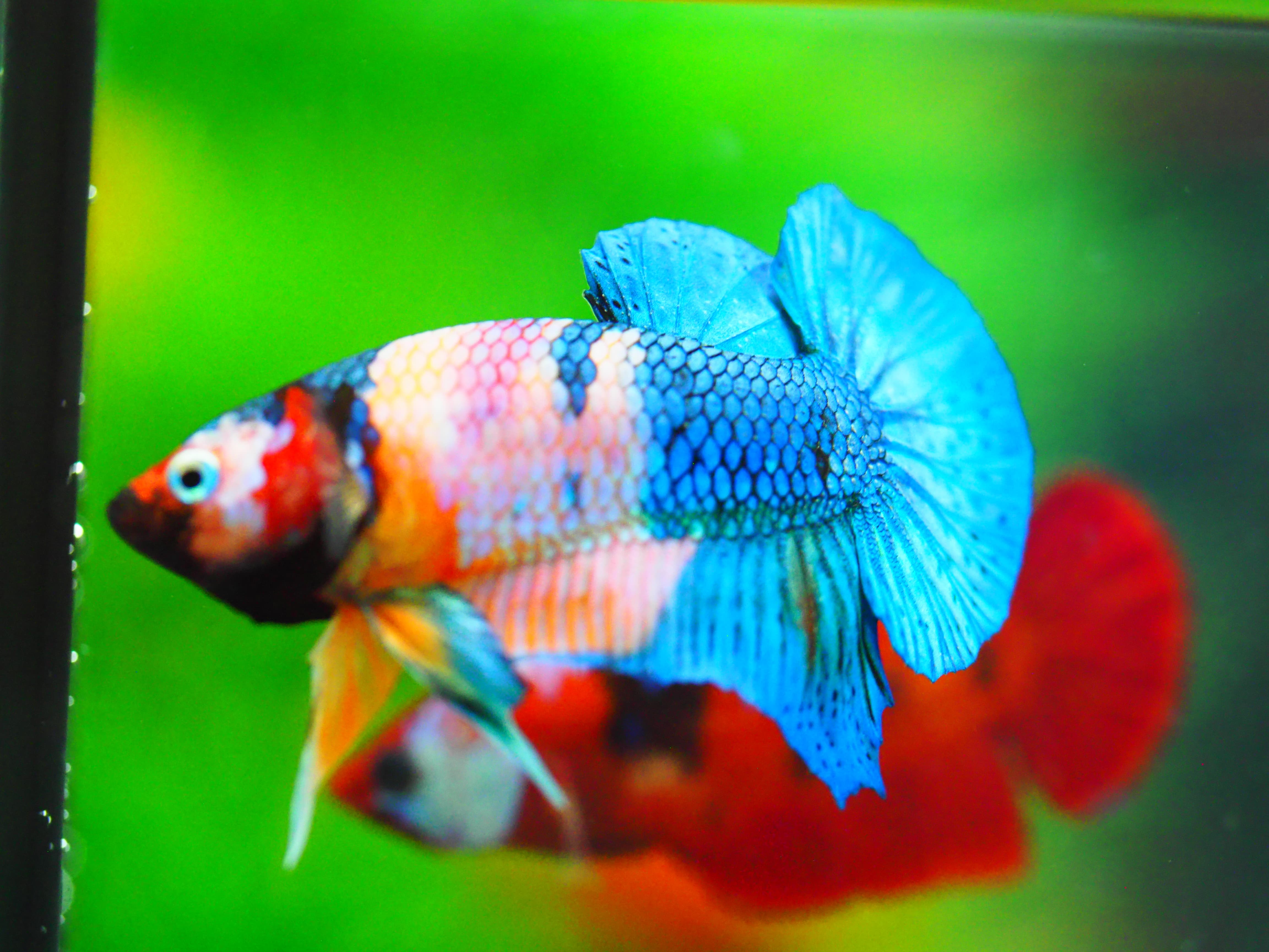 HMPK KOI GALAXY MALE GRADE A +++