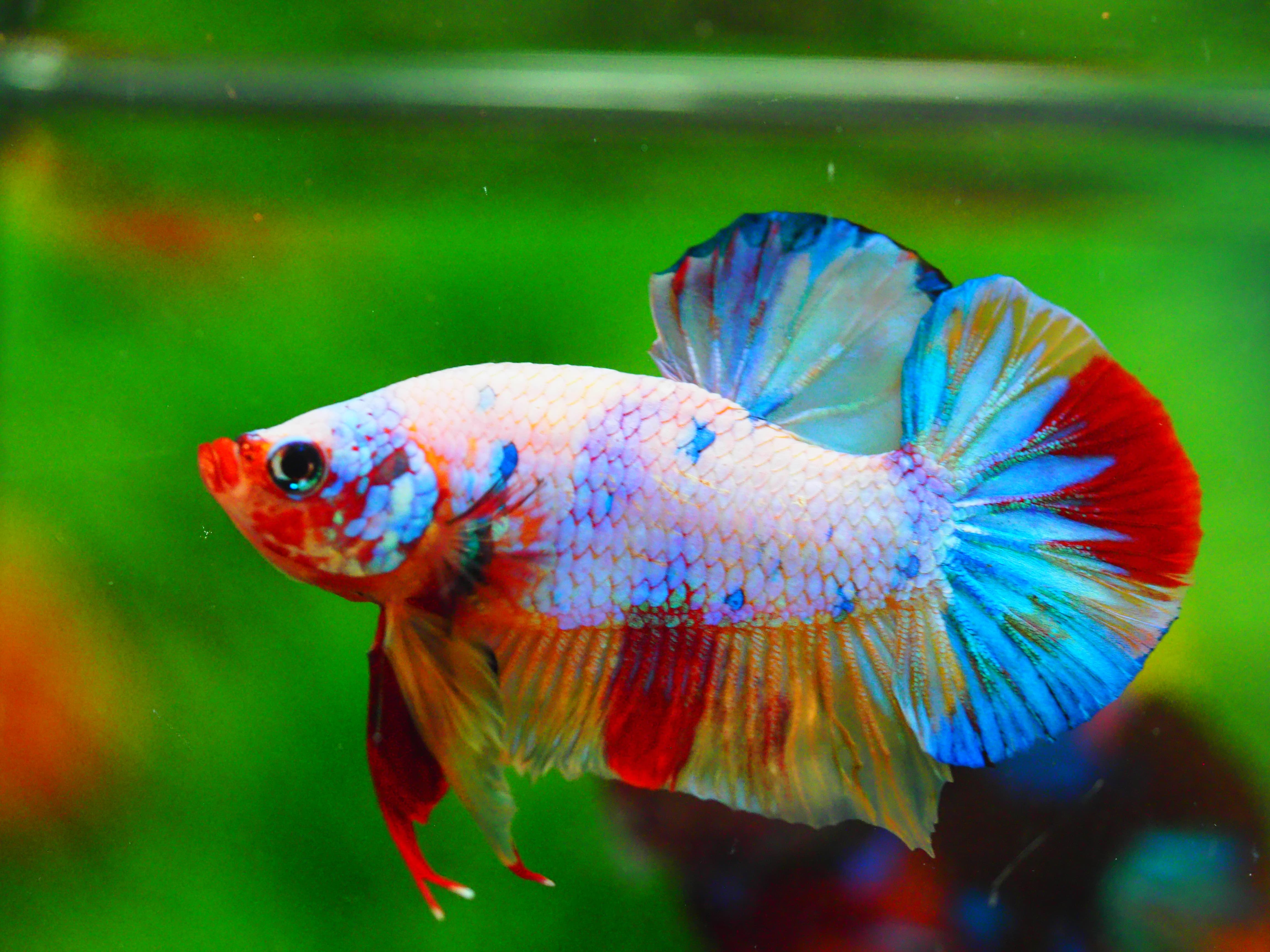 HMPK CANDY MALE GRADE A +++