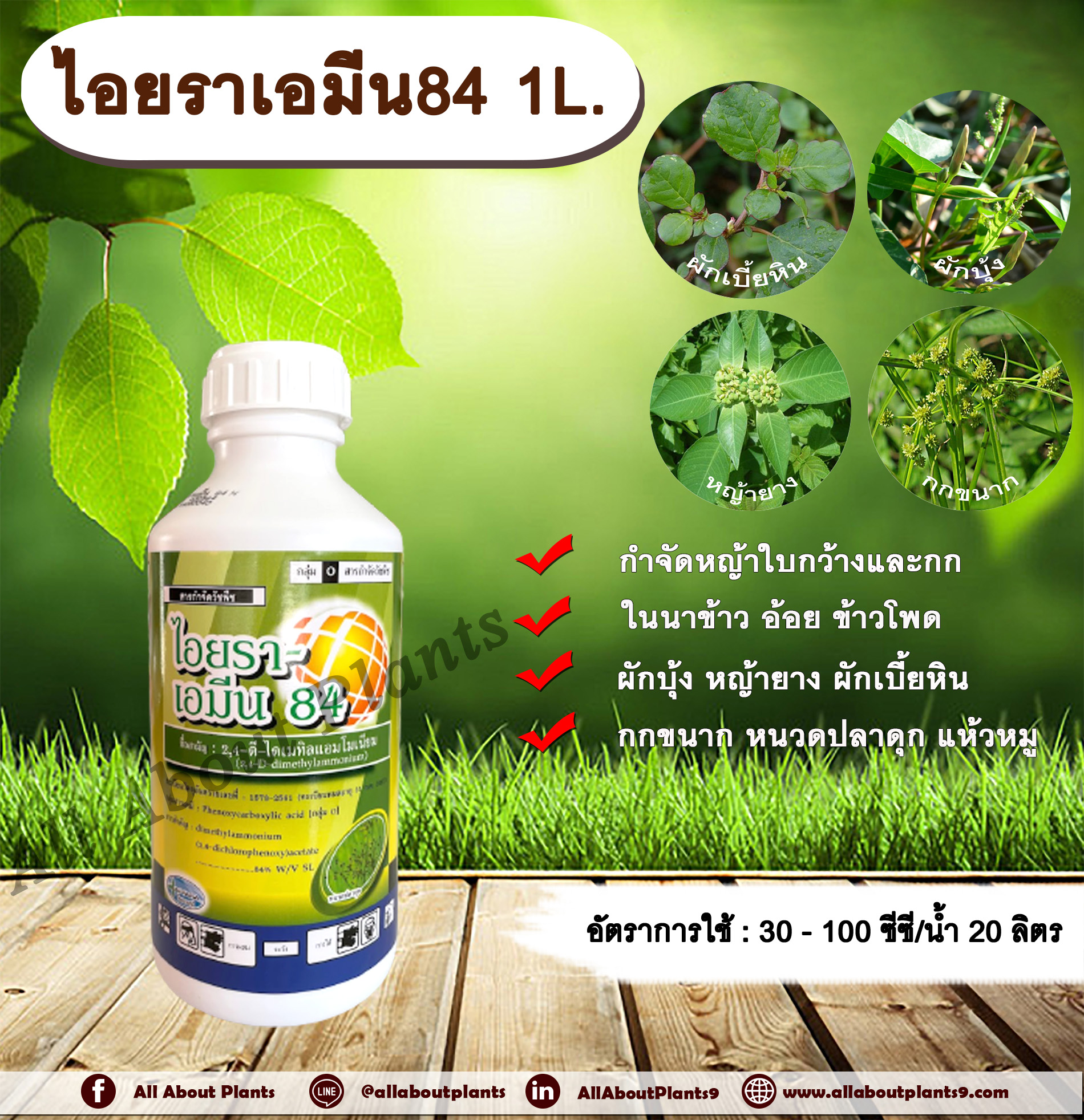 ไอยราเอมีน84 1L. 24ดี ไดเมทิลแอมโมเนียม ทูโฟดี 2-4 ดี 84% สารกำจัดหญ้า กำจัดวัชพืช แบบดูดซึม ใบกว้าง และกก กำจัดหญ้ายาง ผักบุ้ง ผักโขม ผักเบี้ยหิน เครือ สะอึก กกขนาก แห้วหมู หนวดปลาดุก กำจัดหญ้าในนาข้าว อ้อย ข้าวโพด allaboutplants ชิ้น