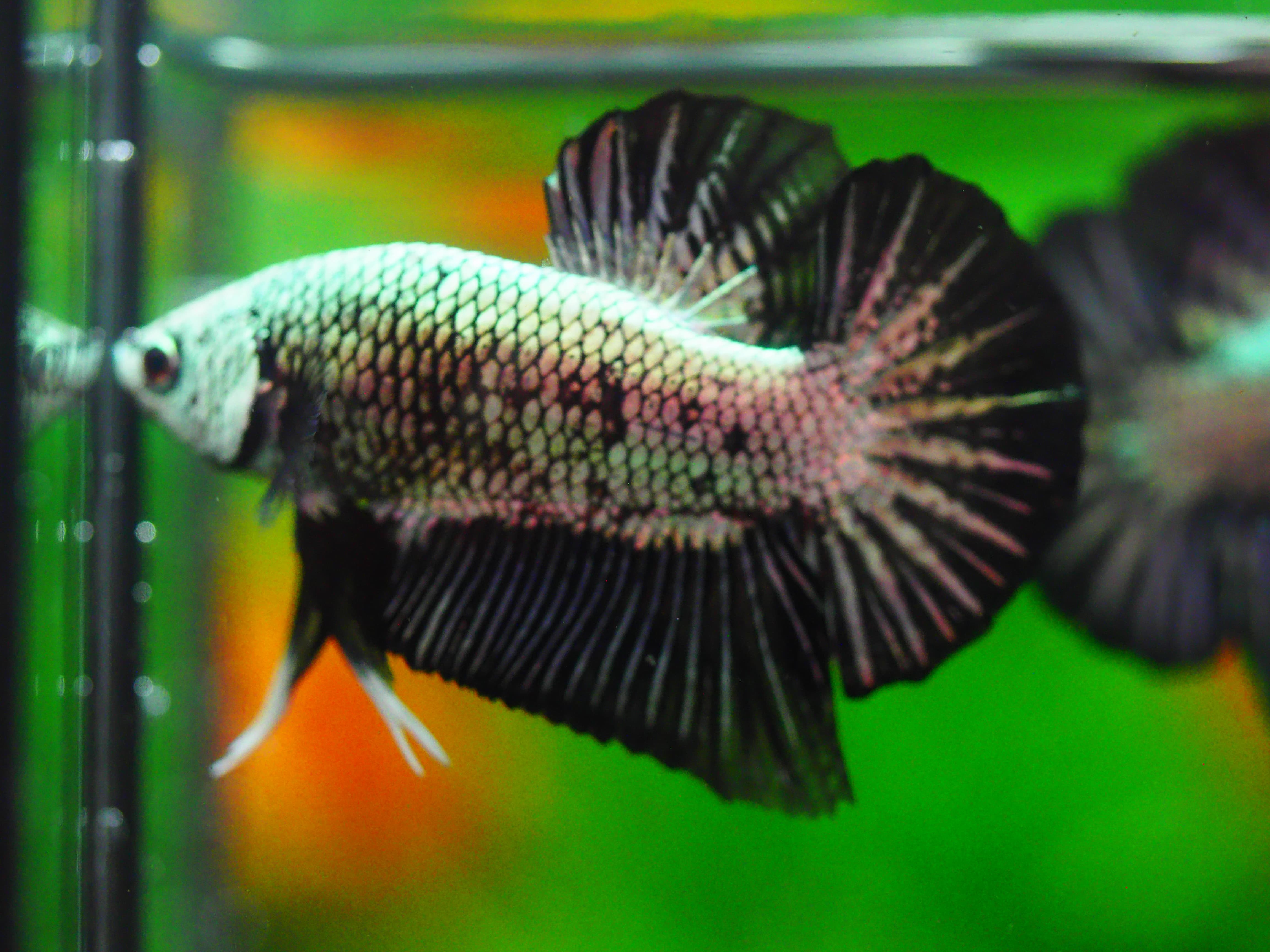 HMP BLACK DRAGON MALE GRADE A +++