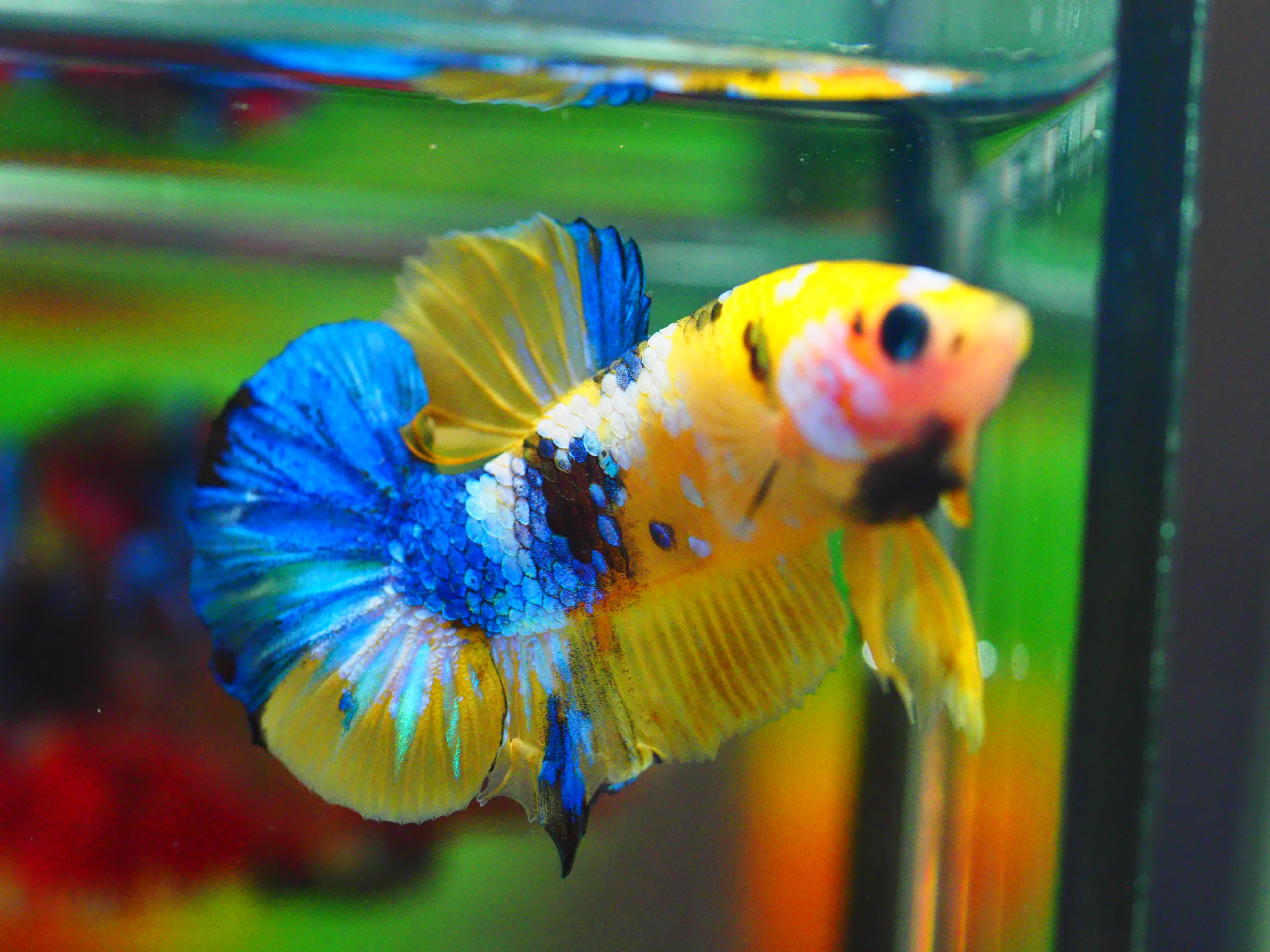 HMPK KOI YELLOW MALE GRADE A +++