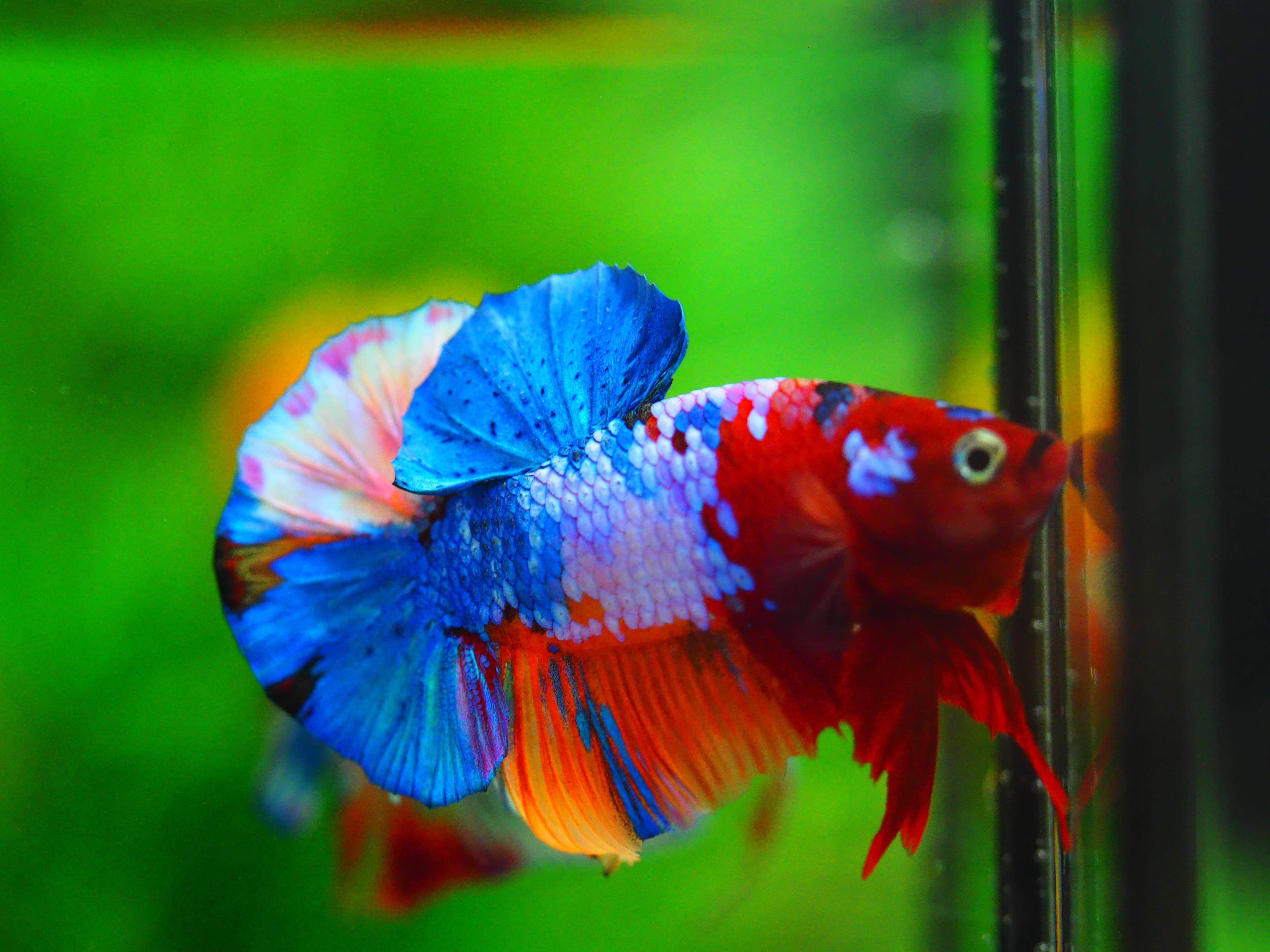 HMPK NEMO GALAXY MALE GRADE A++