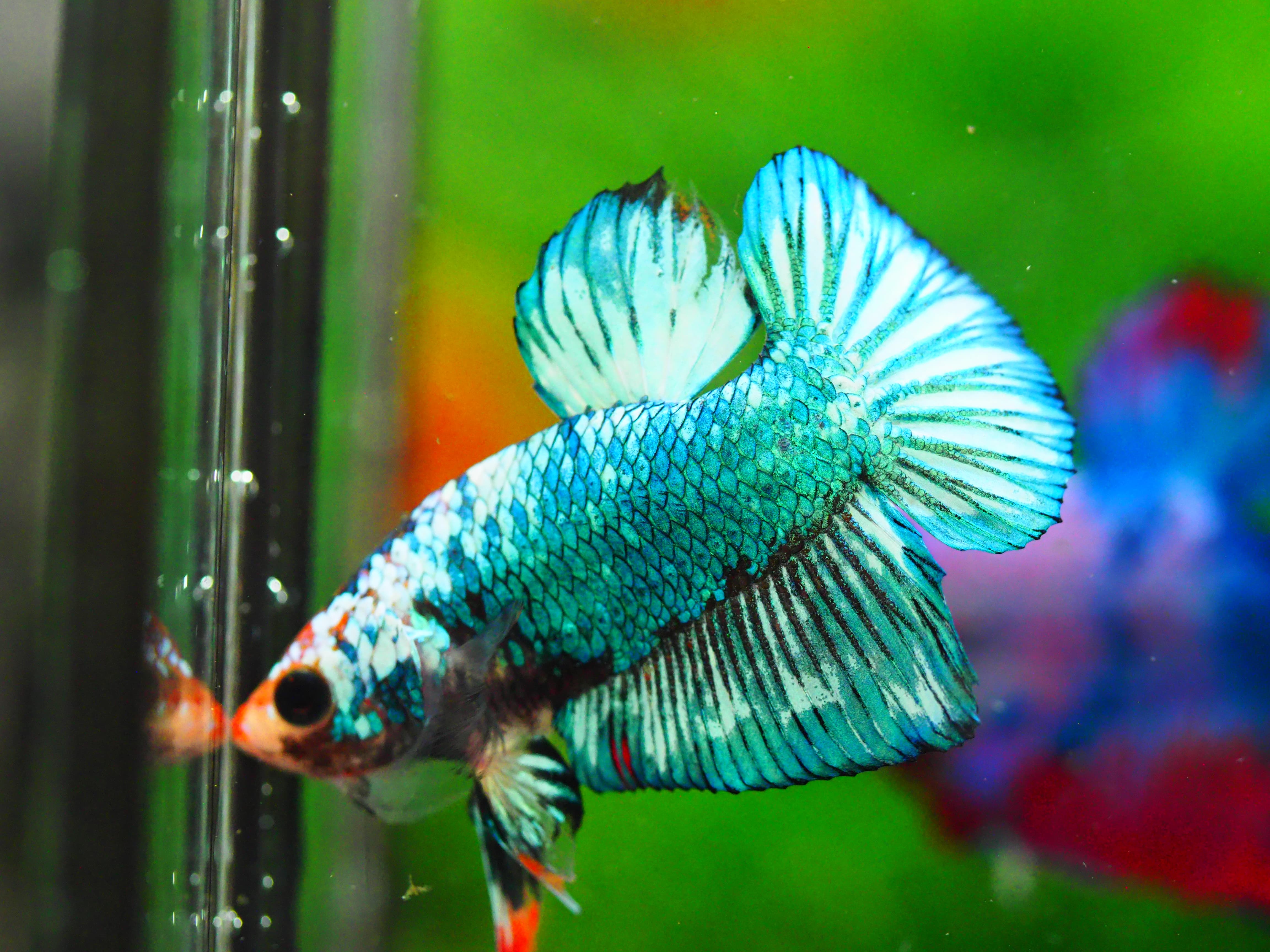 HMPK FANCY MALE GRADE A +++