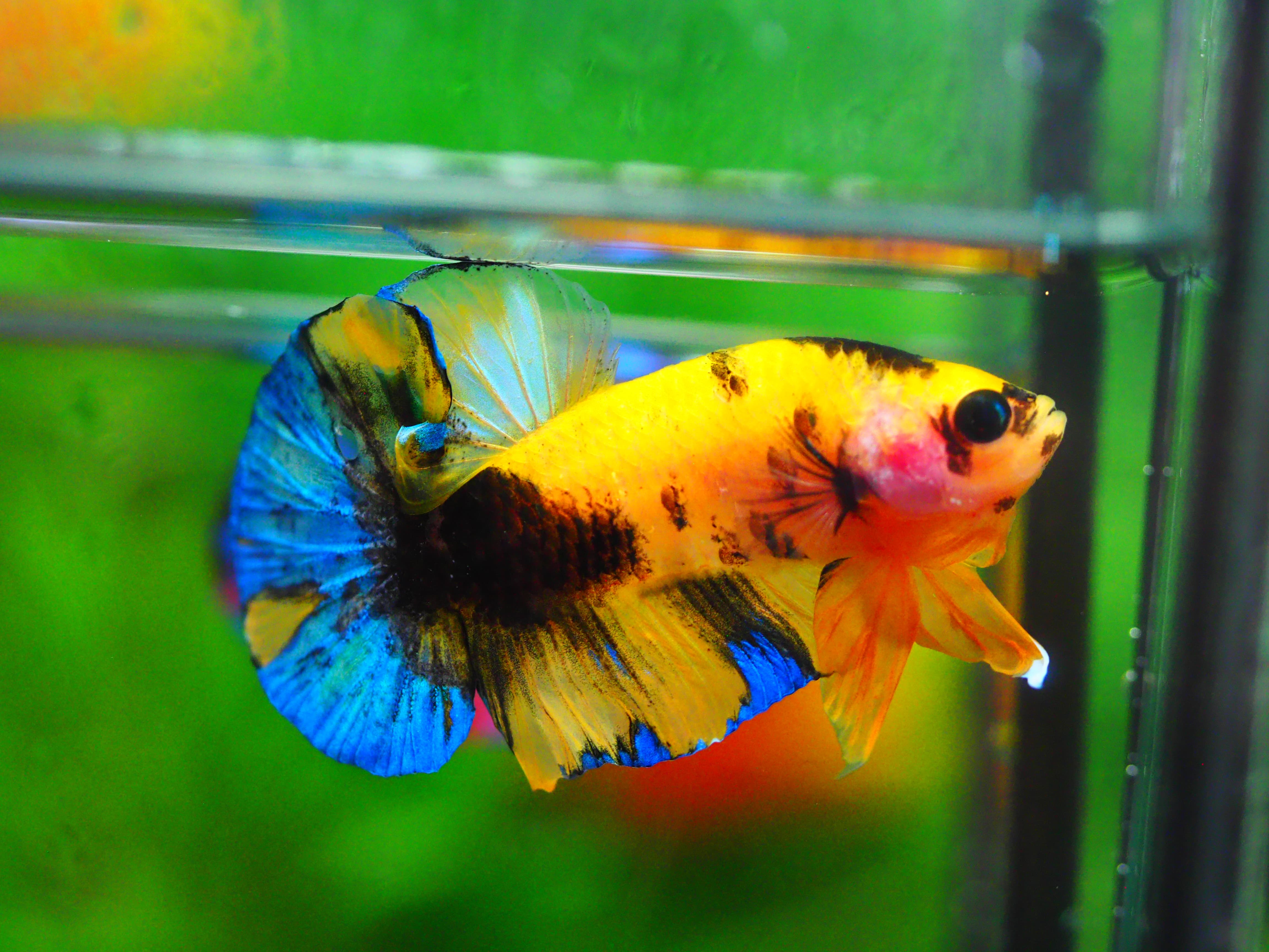 HMPK KOI GALAXY MALE GRADE A +++