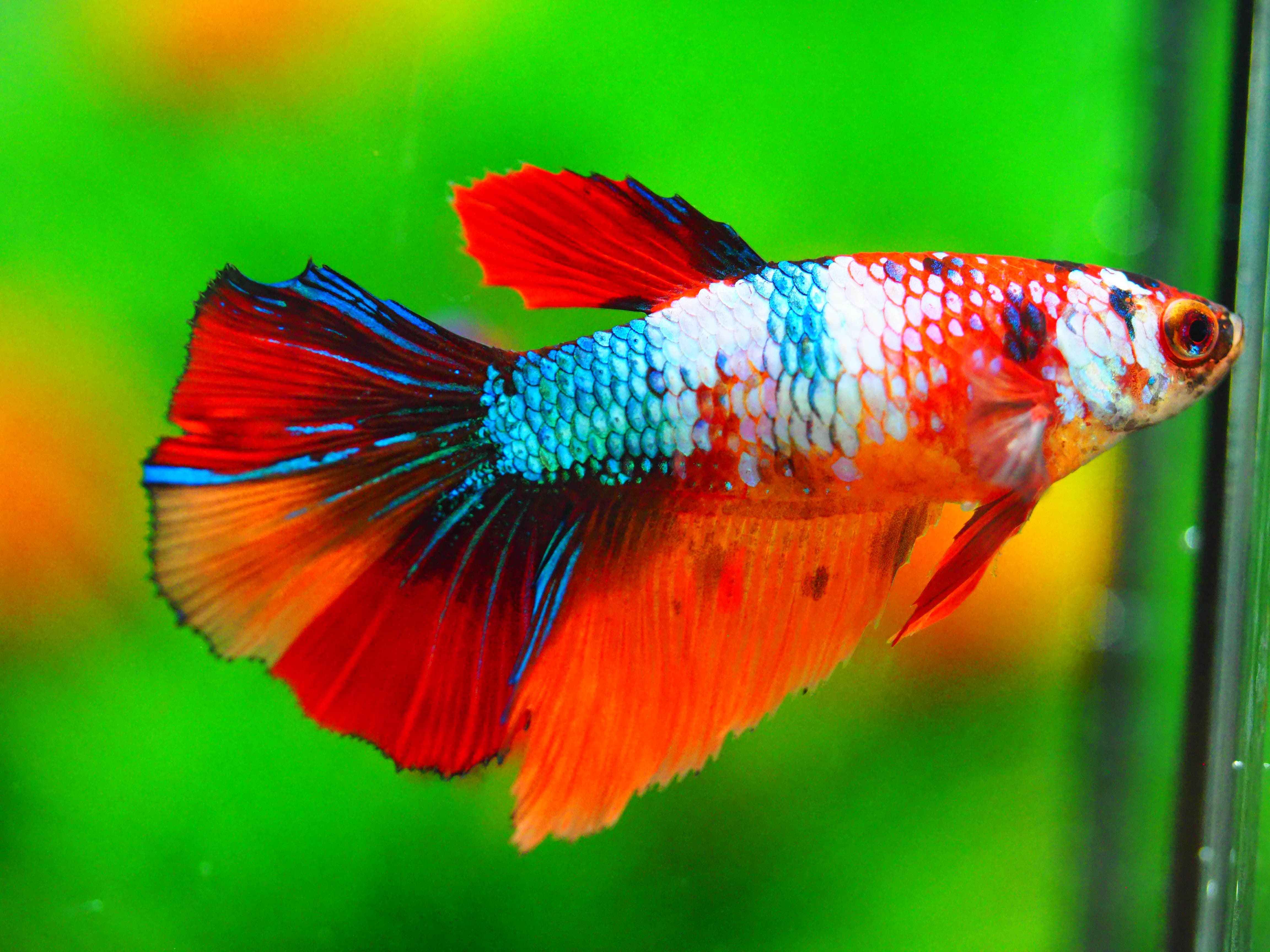 HM NEMO GALAXY FNMALE GRADE A +++