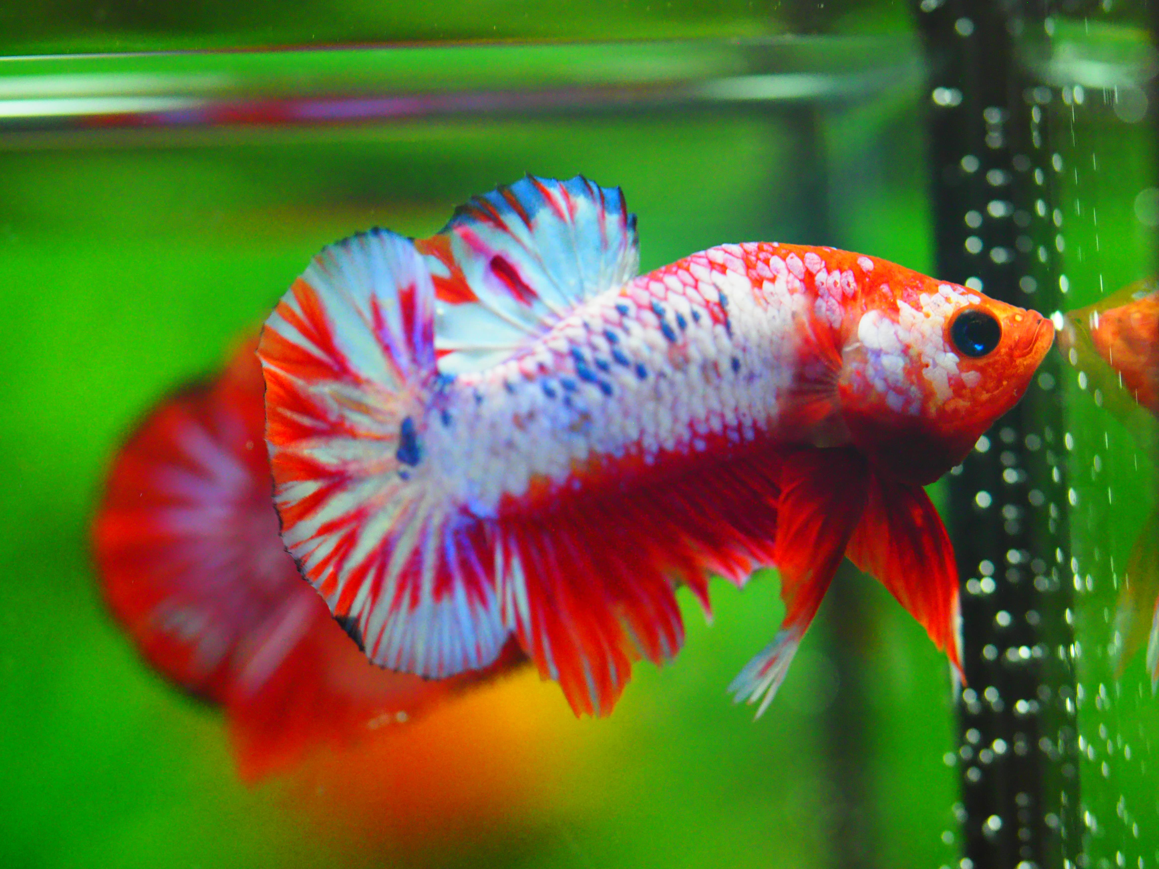 HMPK FANCY MALE GRADE A +++