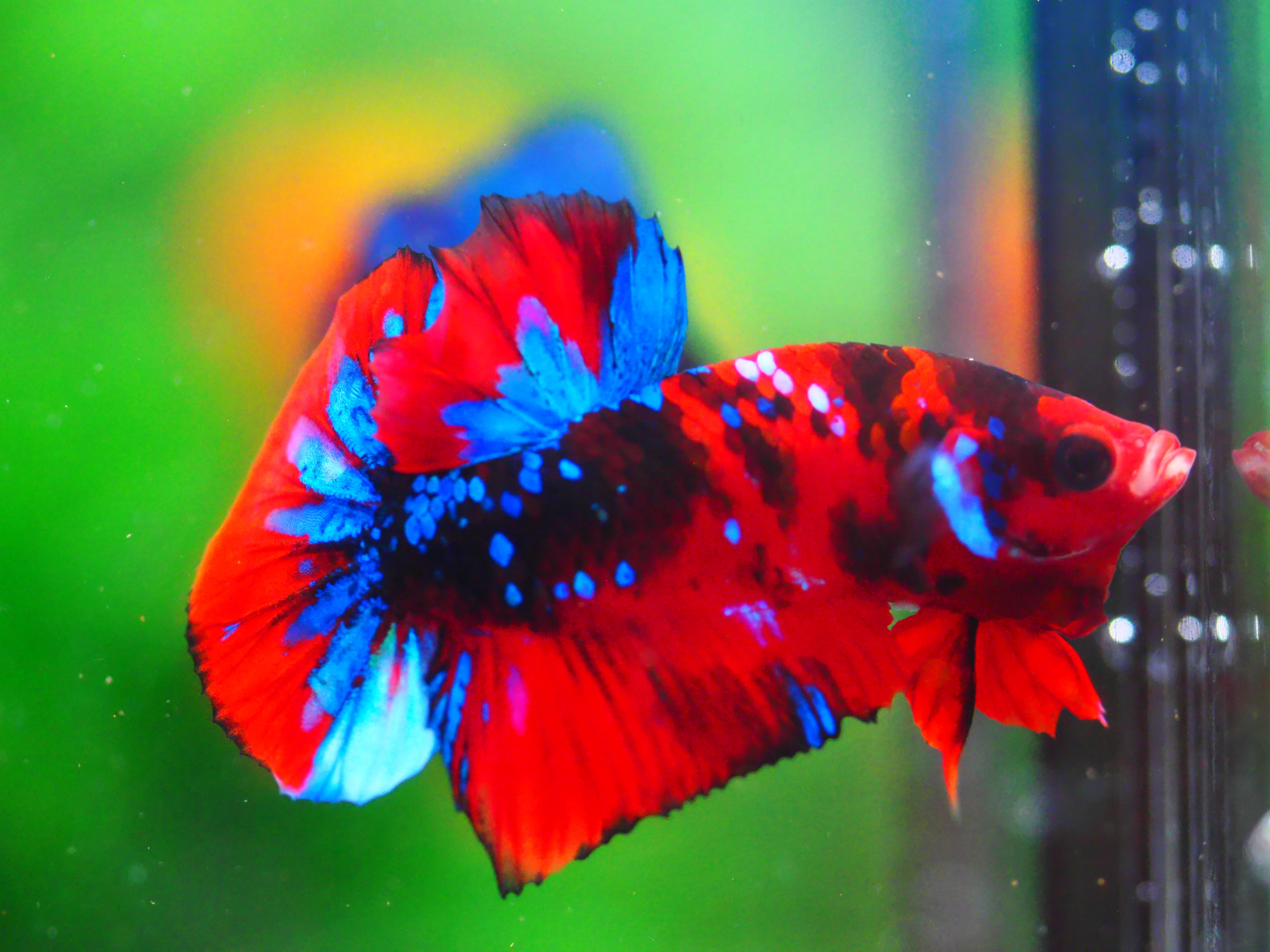 HMPK KOI GALAXY MALE GRADE A +++