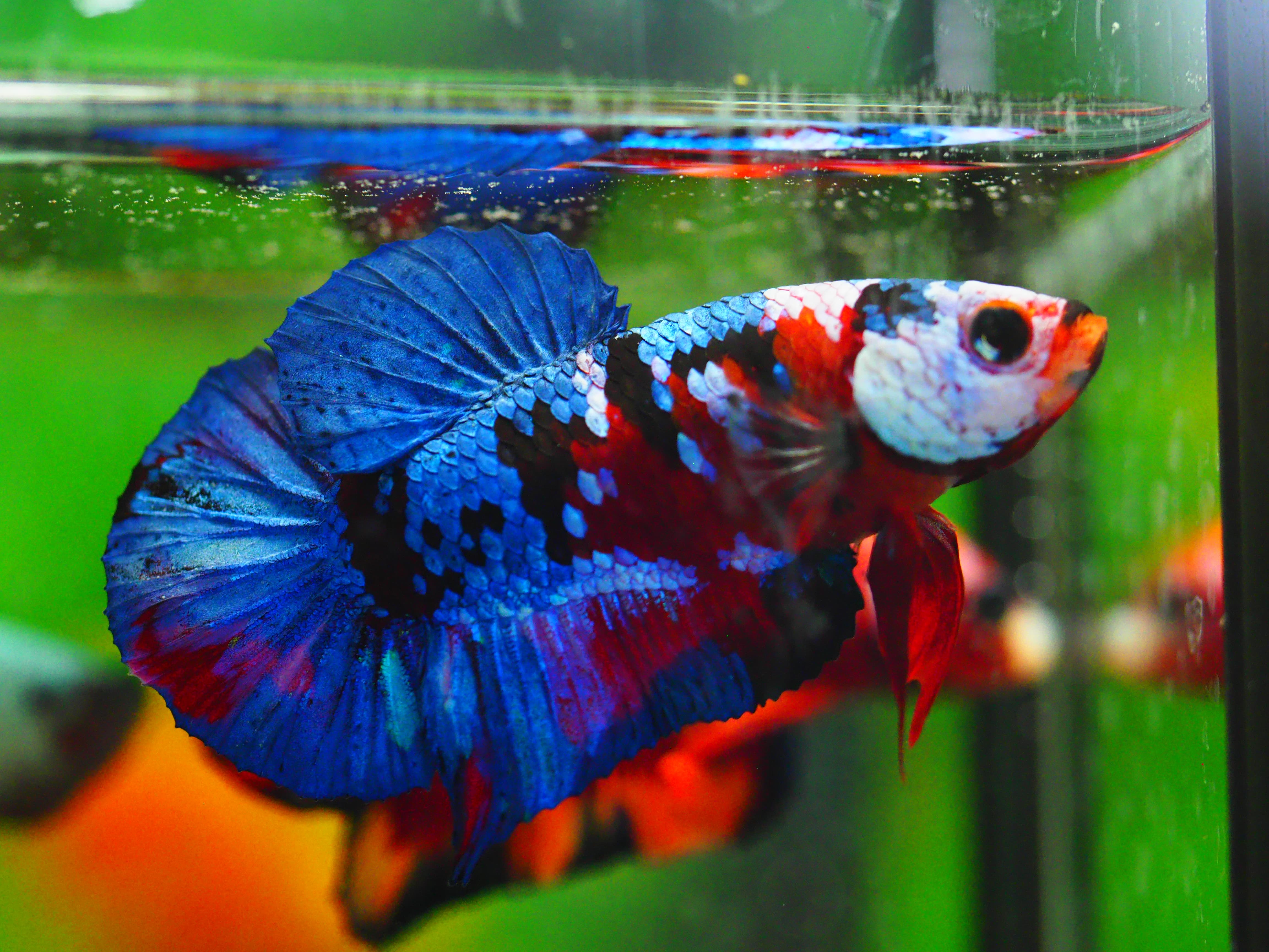 HMPK KOI GALAXY MALE GRADE A +++