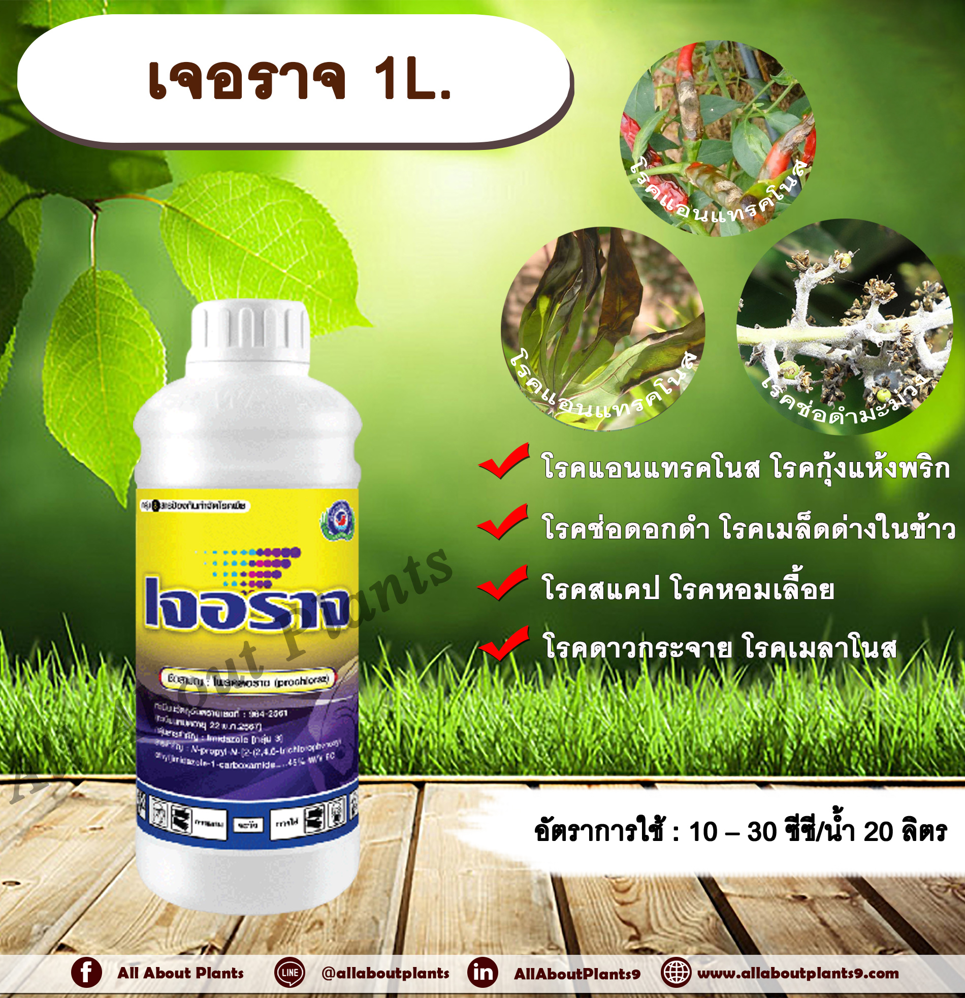 เจอราจ 1L. โพรคลอราช โรคแอนแทรคโนส โรคกุ้งแห้งพริก โรคช่อดอกดำ โรคสแคป โรคเมล็ดด่างในข้าว โรคหอมเลื้อย โรคดาวกระจาย โรคเมลาโนส โรคราปื้นดำมะม่วง โรคพืช เชื้อรา allaboutplants ชิ้น