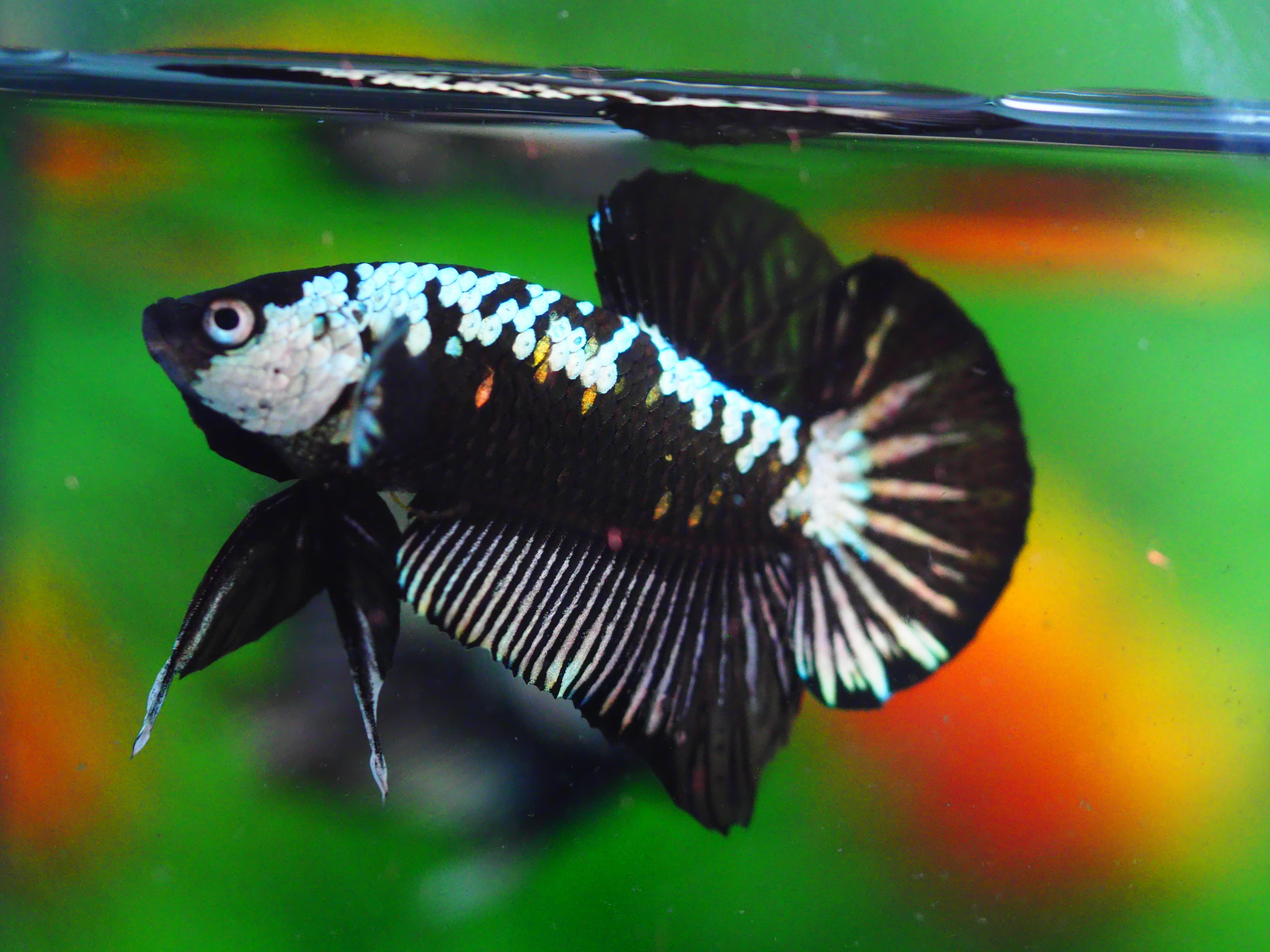 HMPK SAMURIA MALE GRADE A++