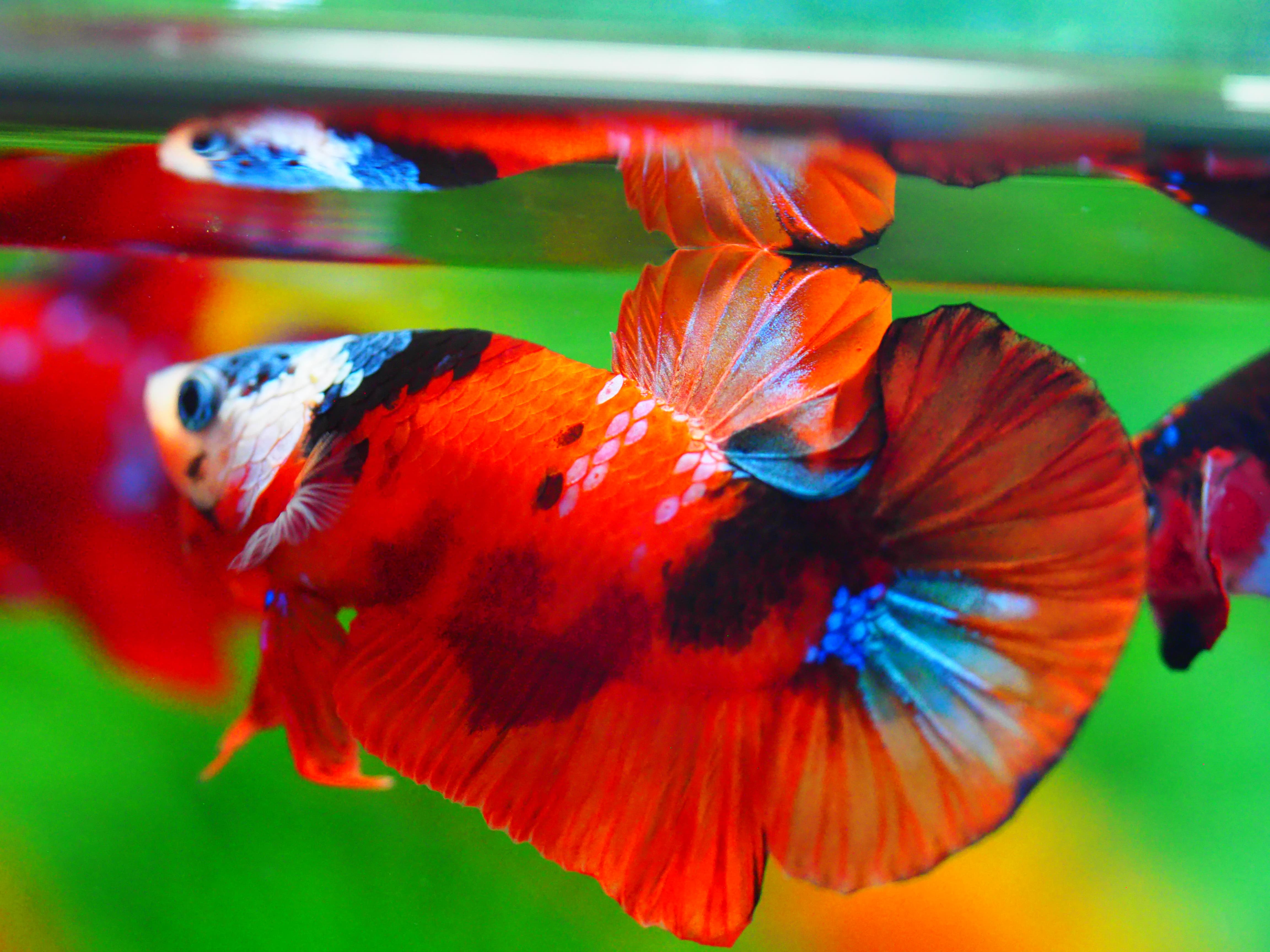 HMPK NEMO GALAXY MALE GRADE A +++