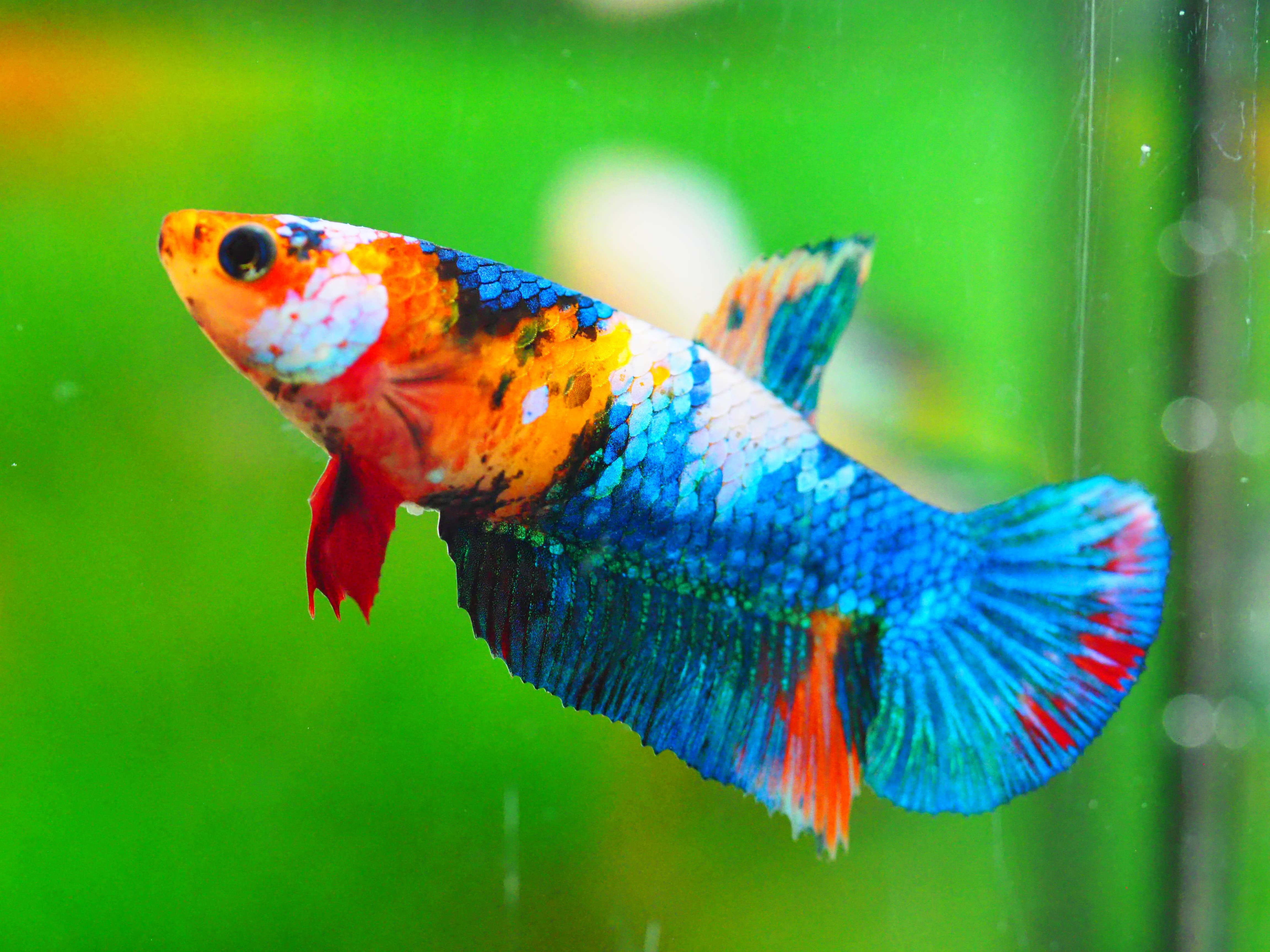 HMPK NEMO GALAXY FNMALE GRADE A +++