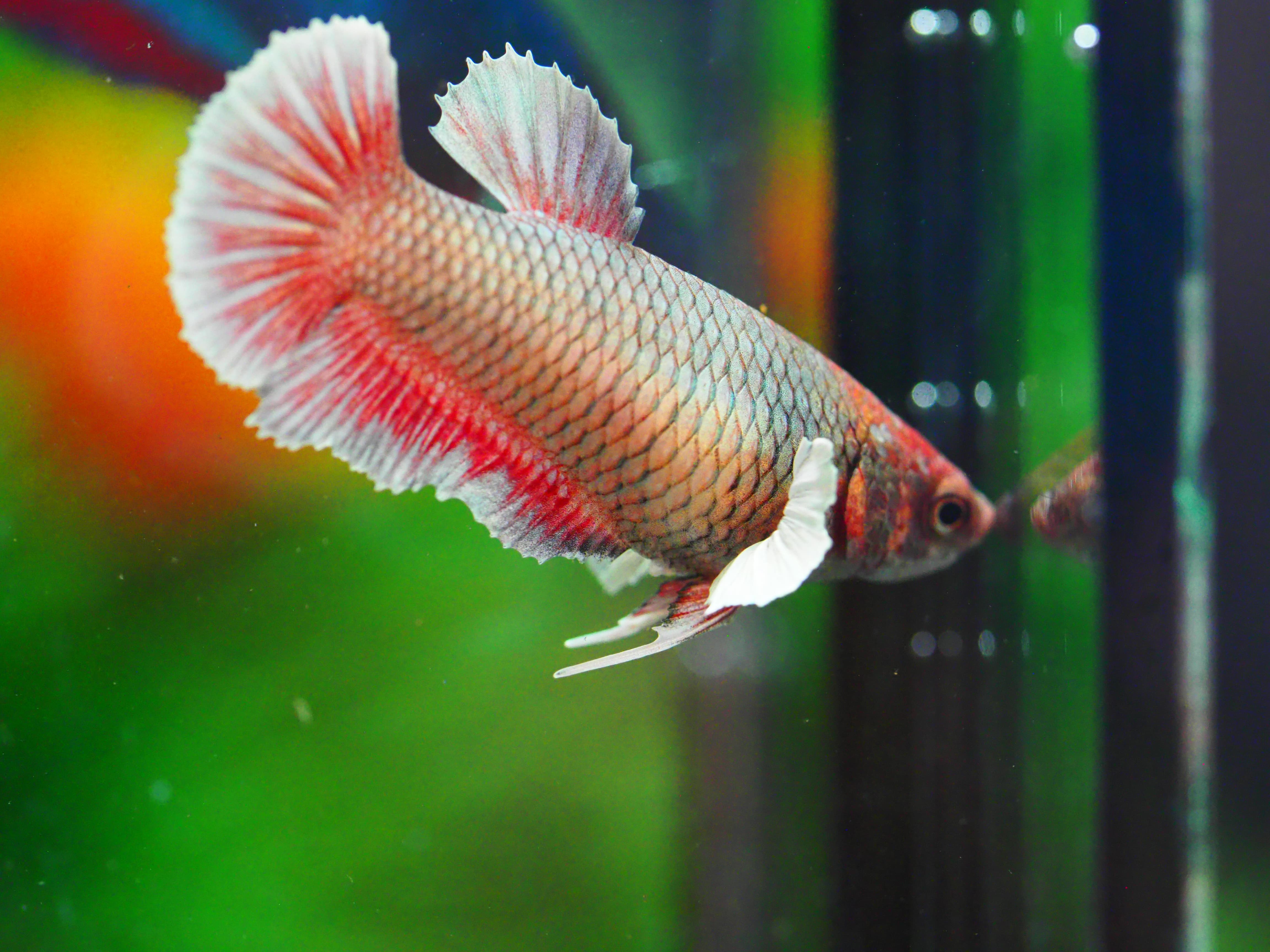 HMPK DUMBO FNMALE GRADE A +++