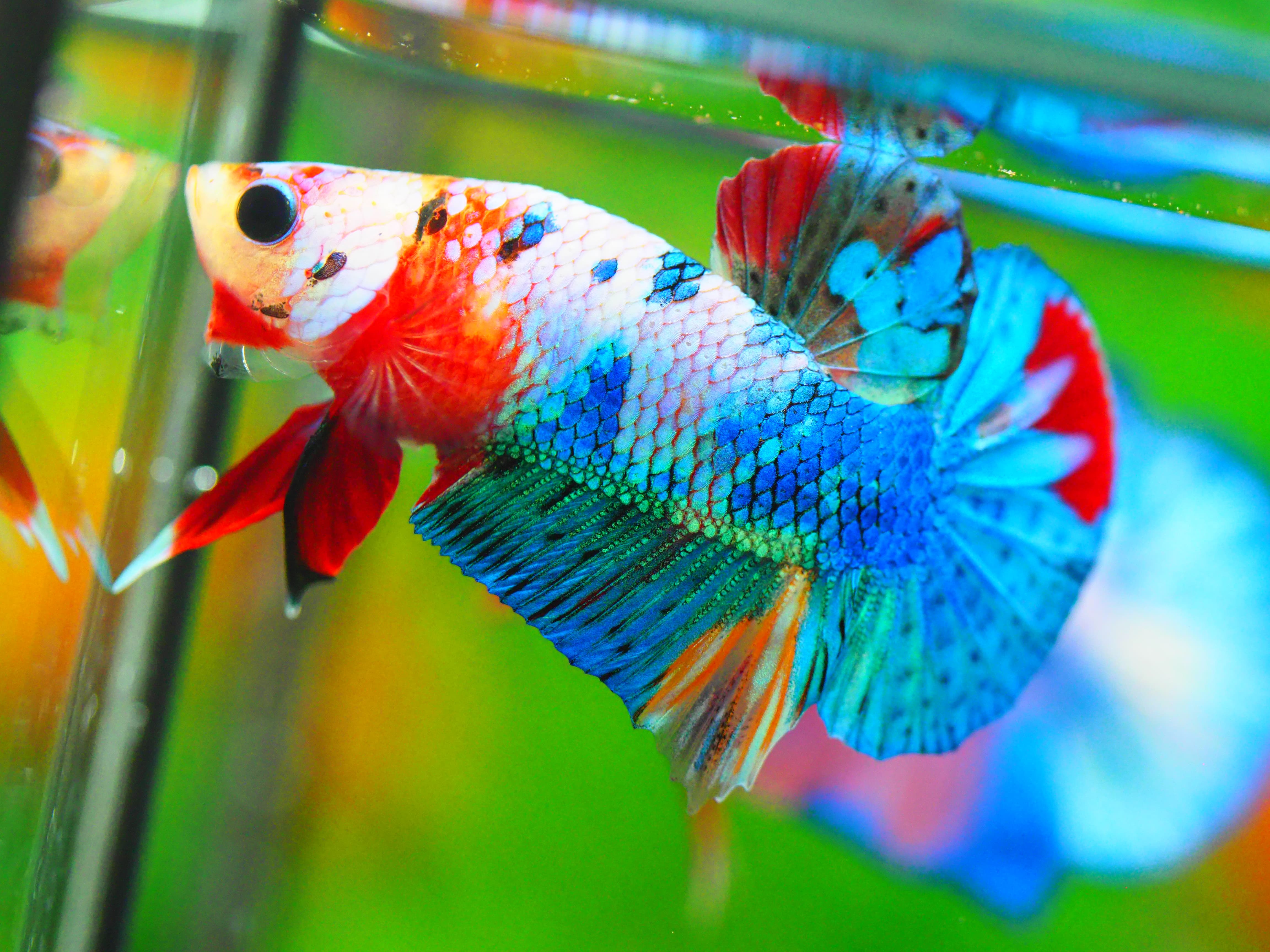 HMPK KOI FANCY MALE GRADE A +++