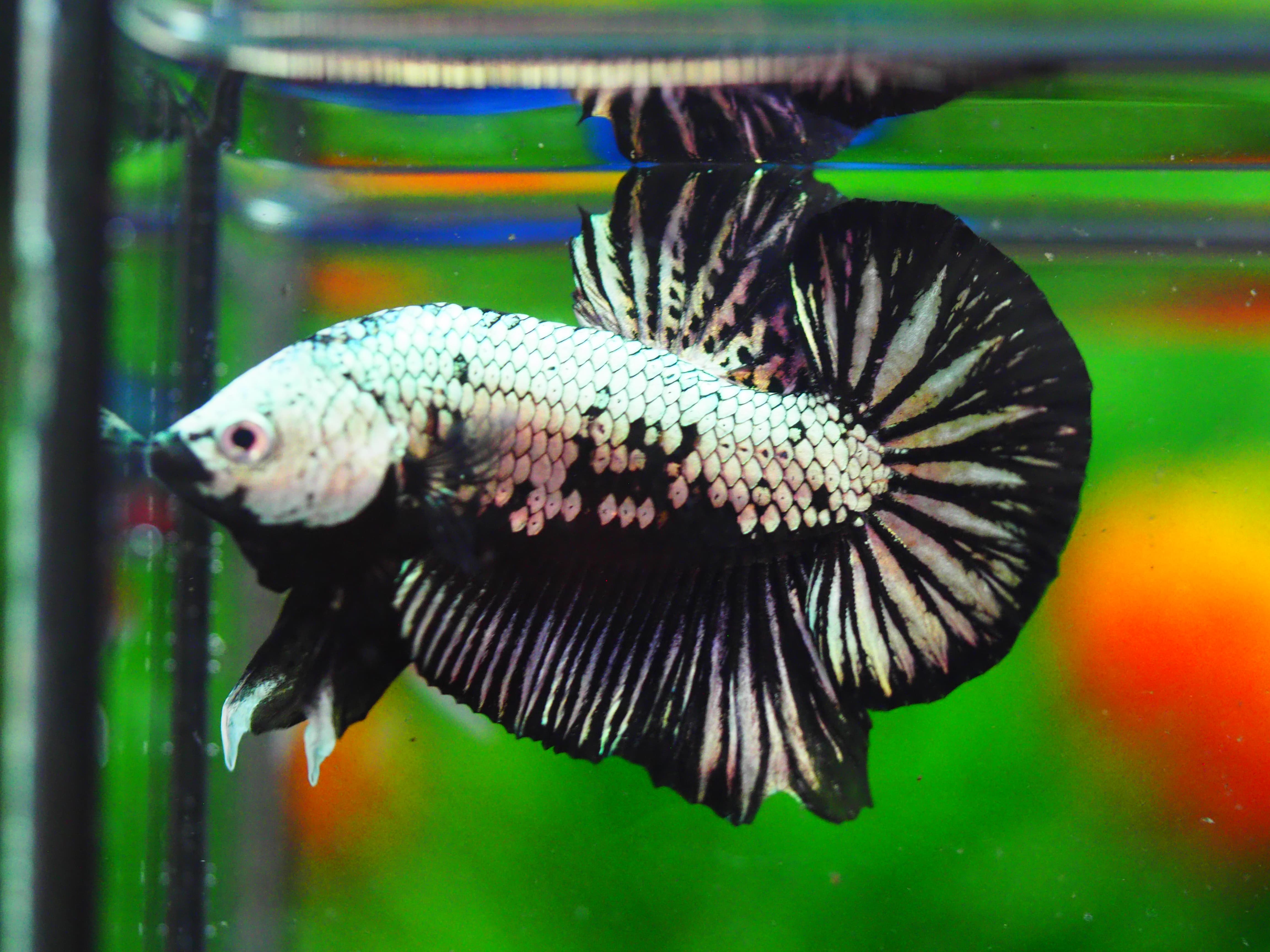 HMPK BLACK DRAGON MALE GRADE A++