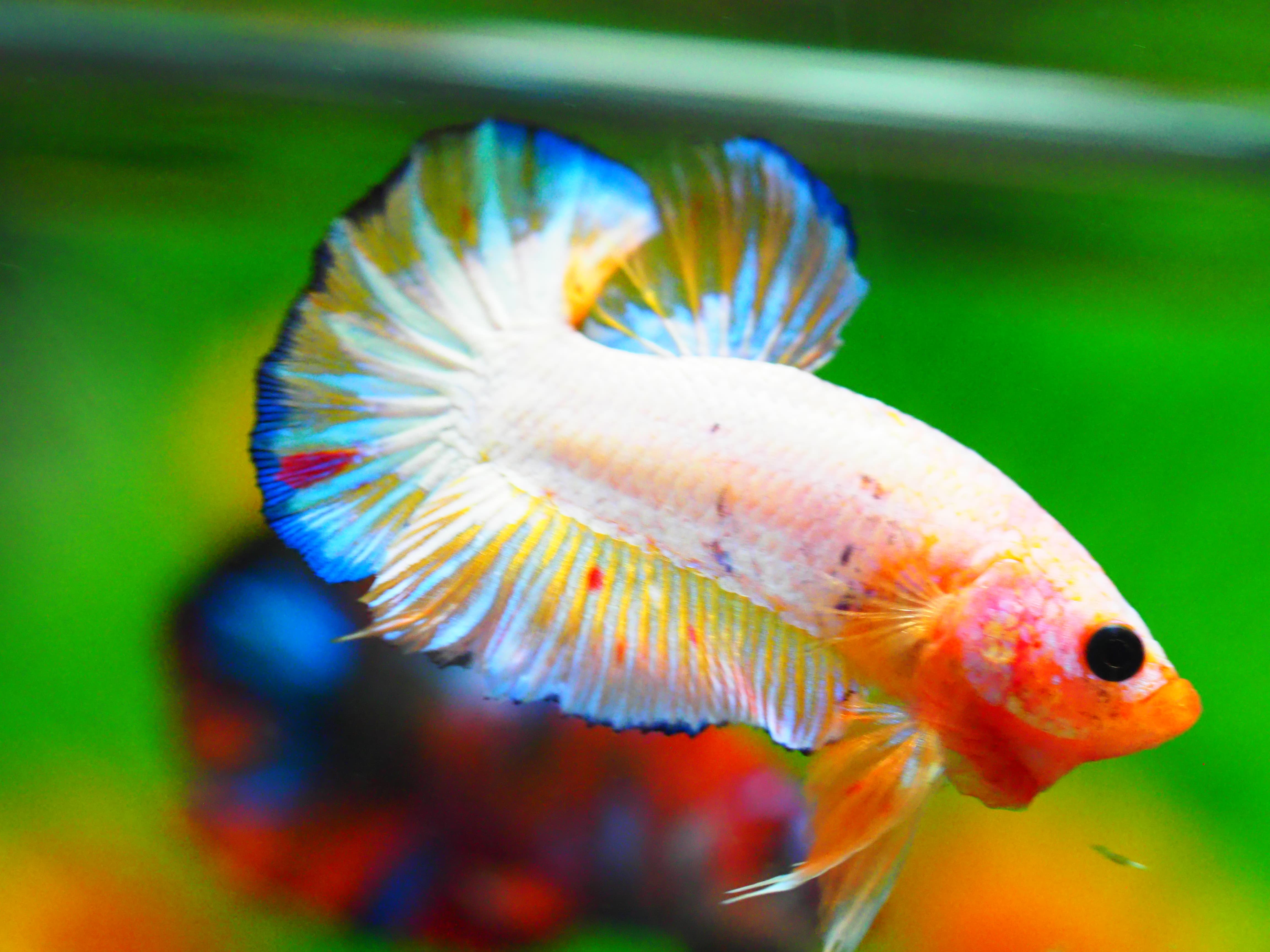 HMPK FANCY MALE GRADE A +++