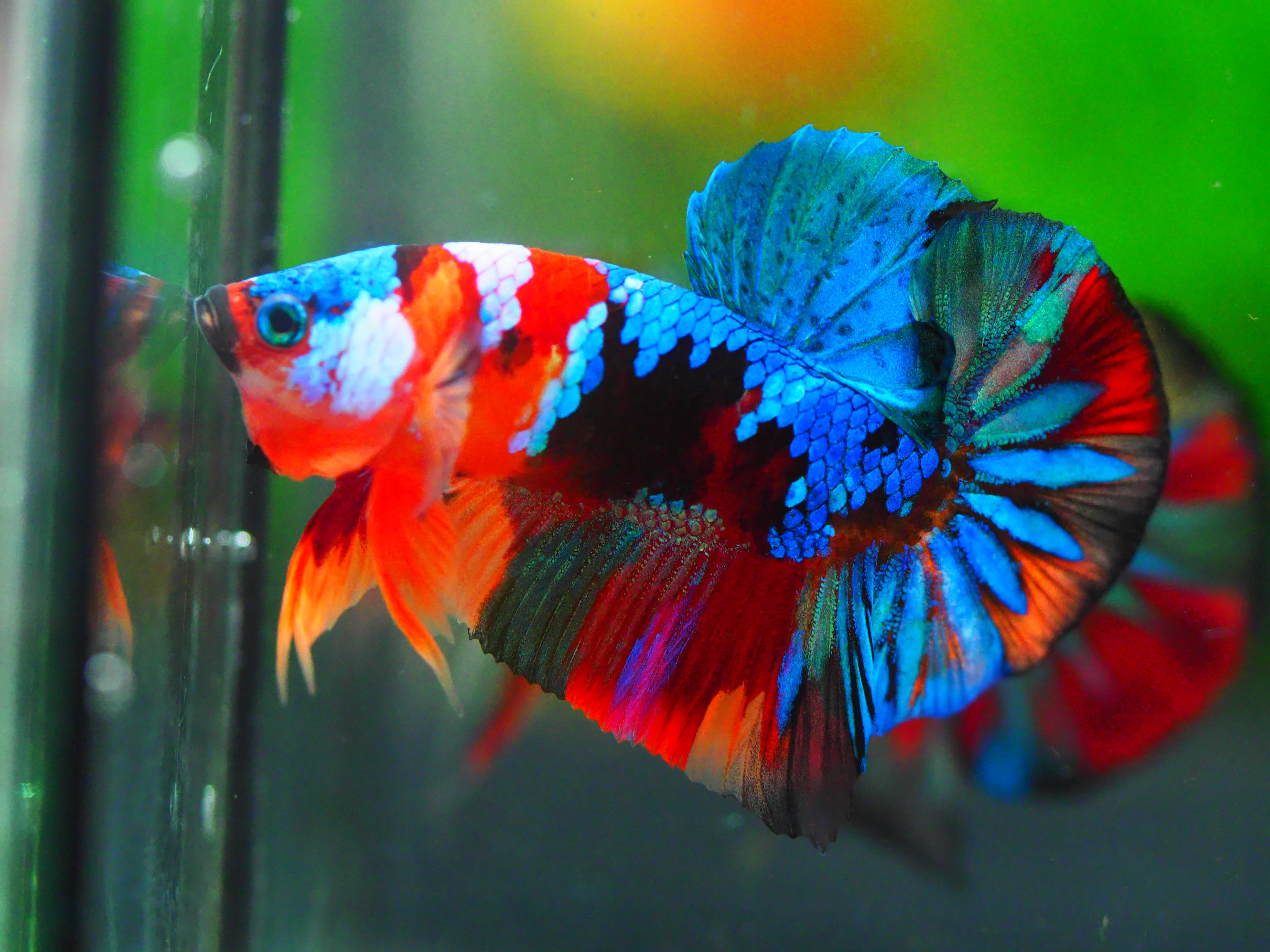 HMPK KOI GALAXY MALE GRADE A +++