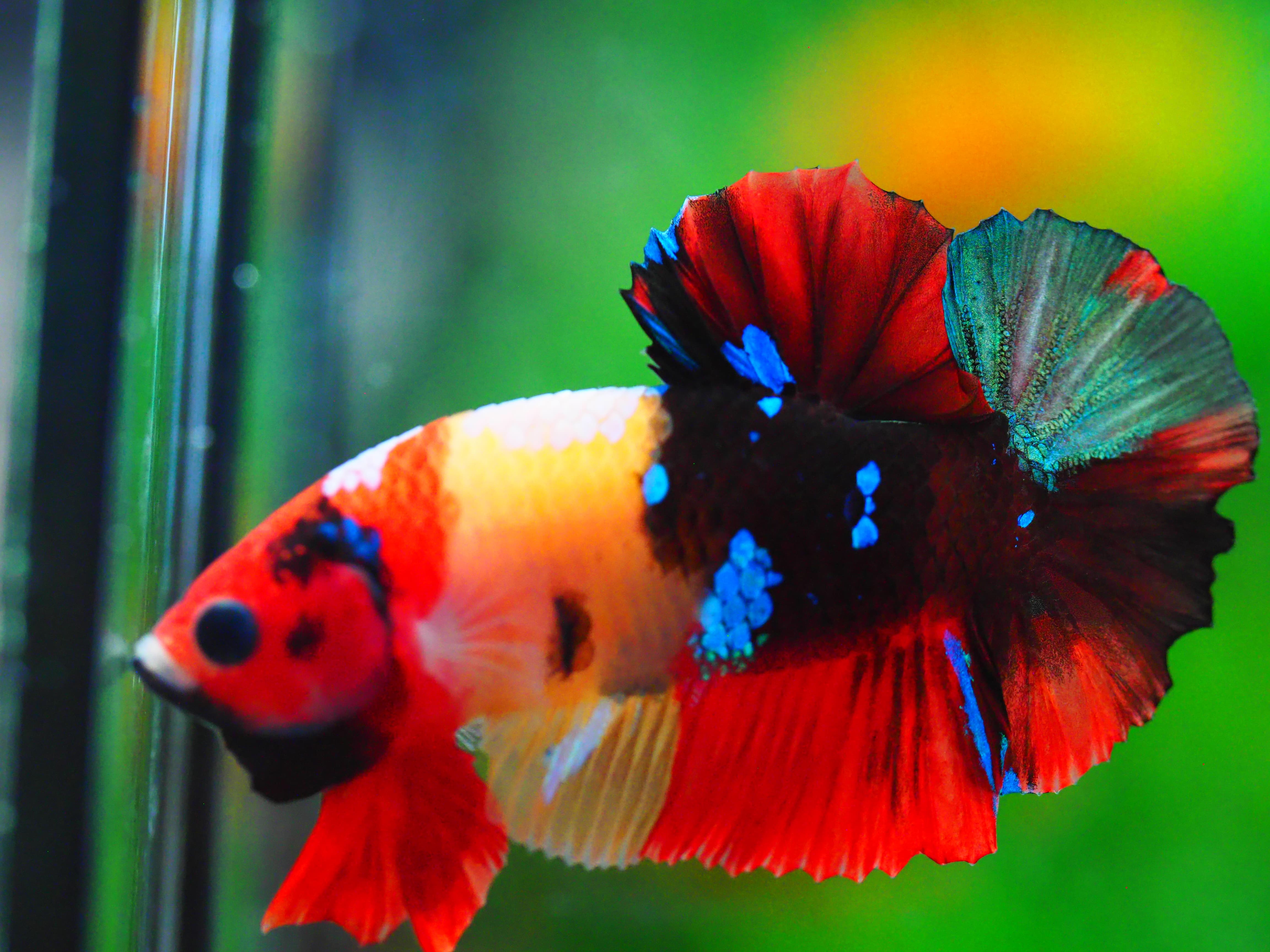 HMPK NEMO GALAXY MALE GRADE A +++