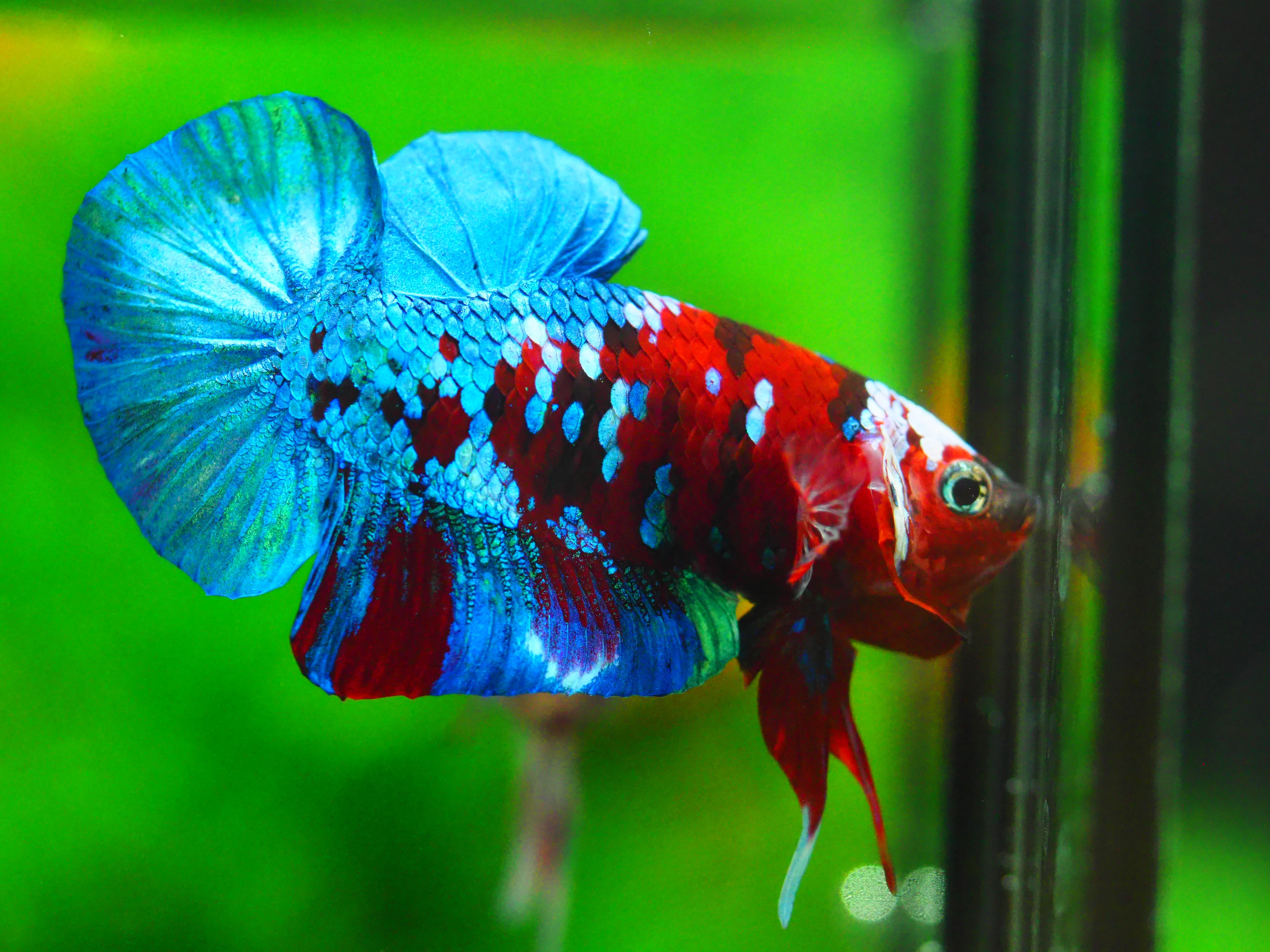 HMPK KOI GALAXY MALE GRADE A +++