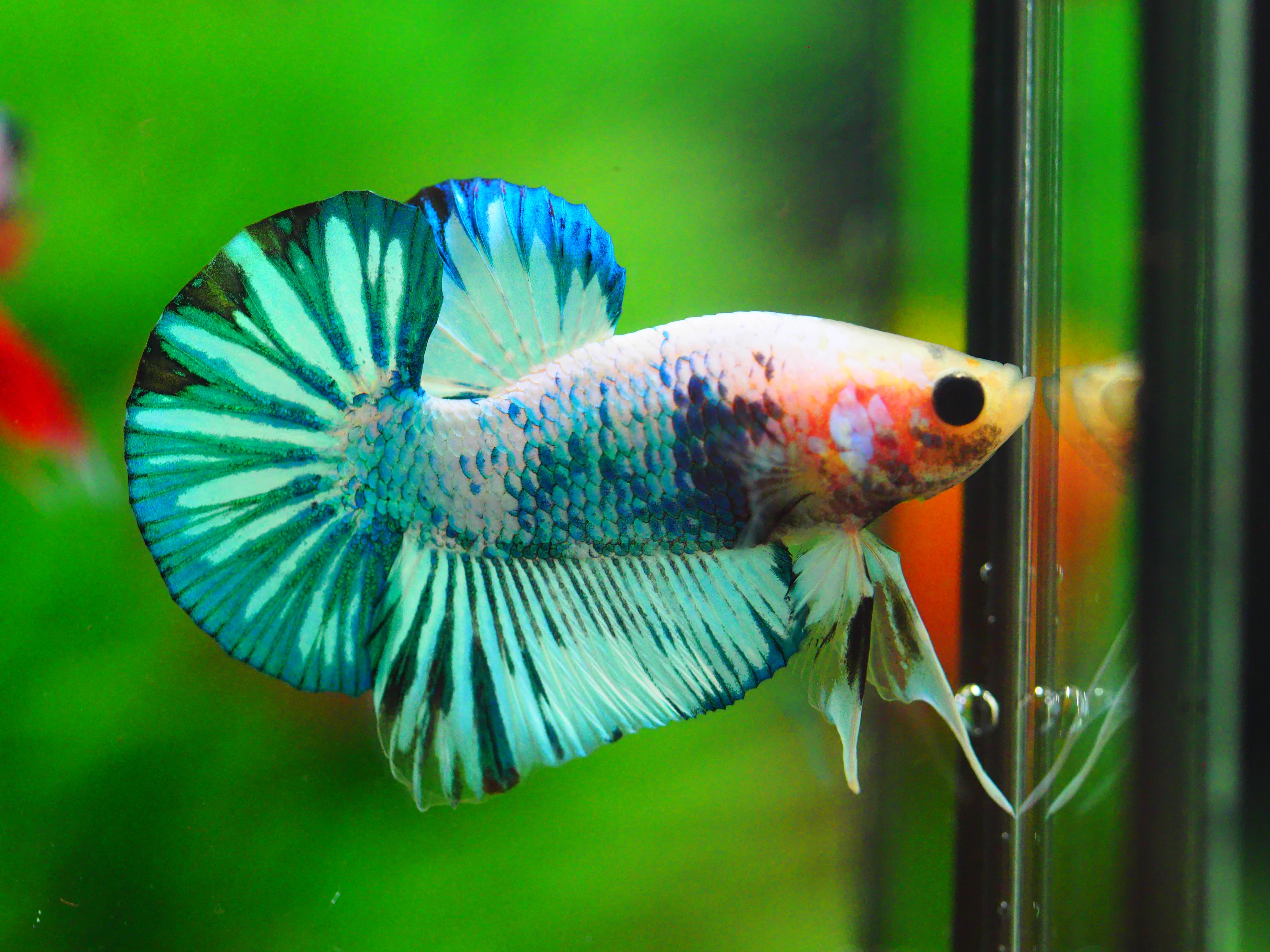 HMPK FANCY MALE GRADE A +++