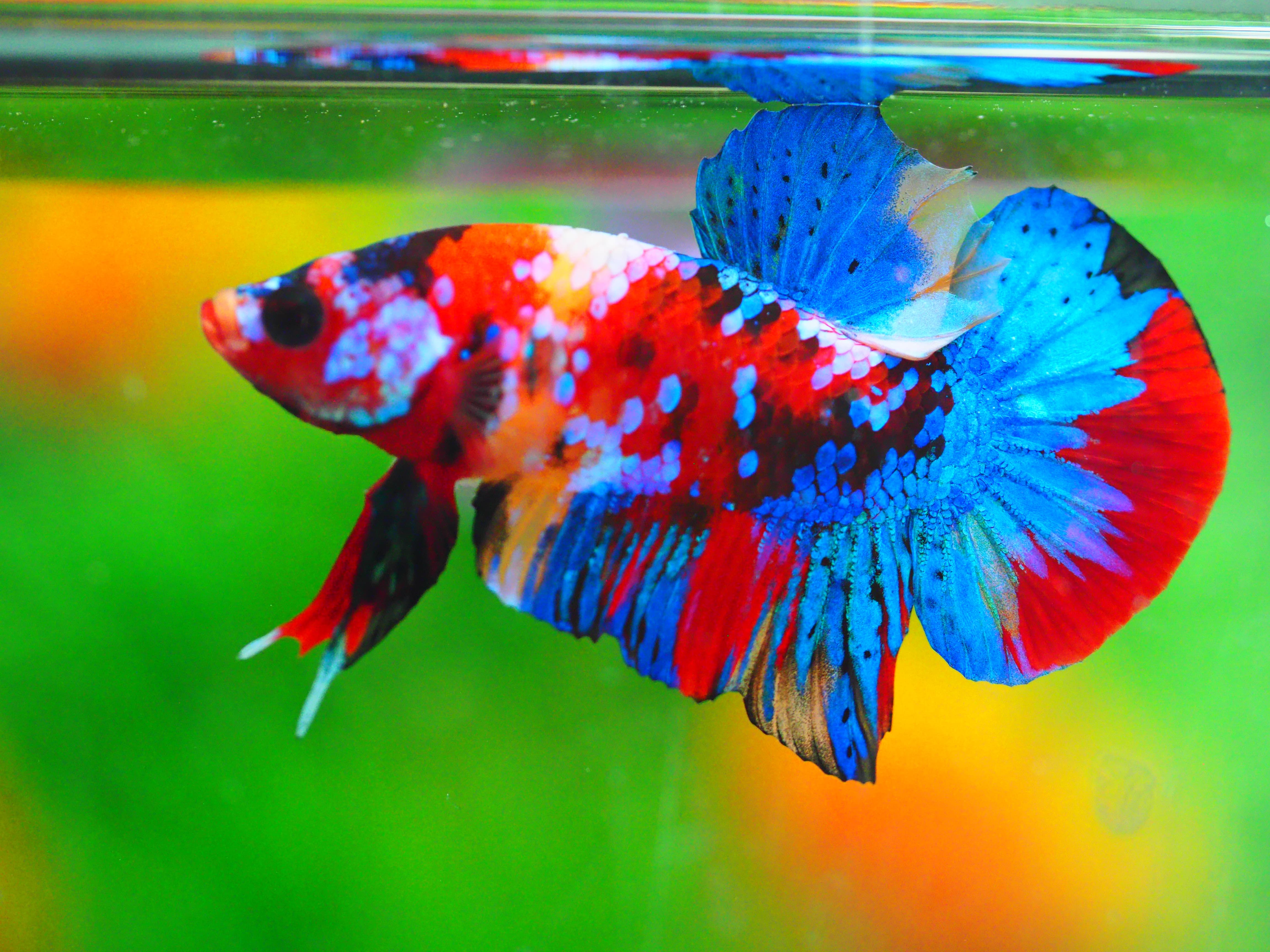 HMPK KOI GALAXY MALE GRADE A +++