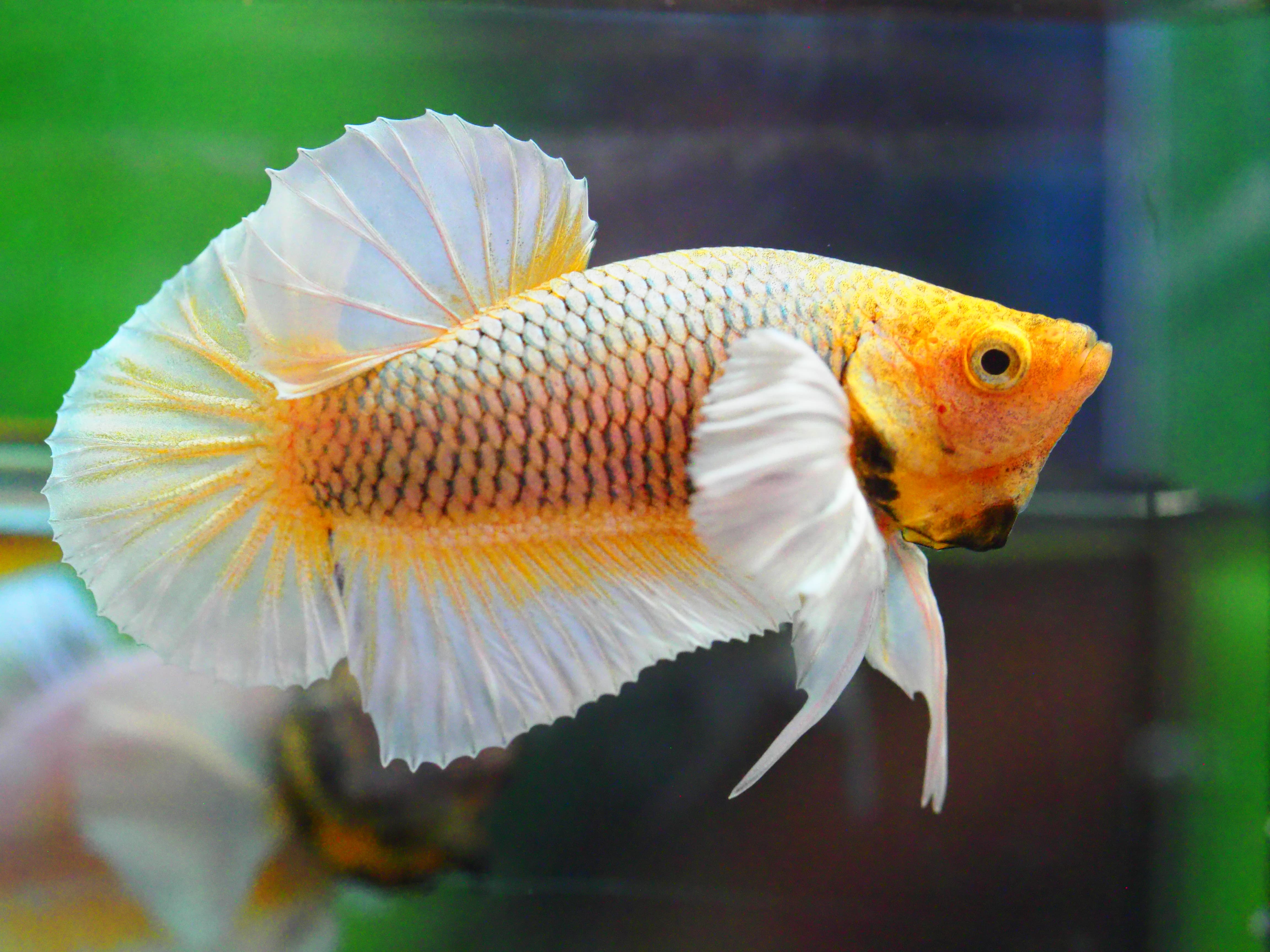 HMPK DUMBO MALE GRADE A +++