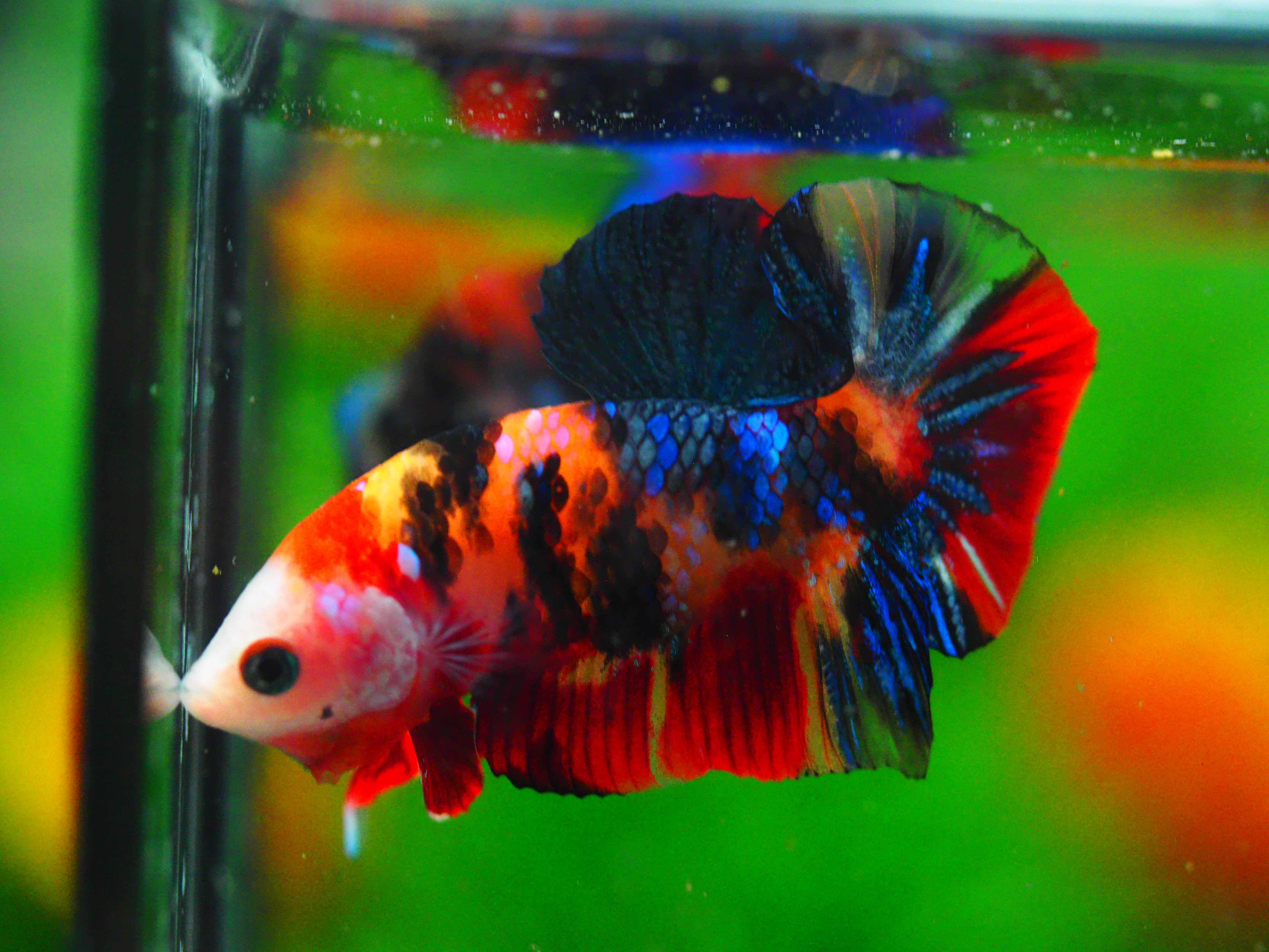 HMPK NEMO GALAXY MALE GRADE A +++