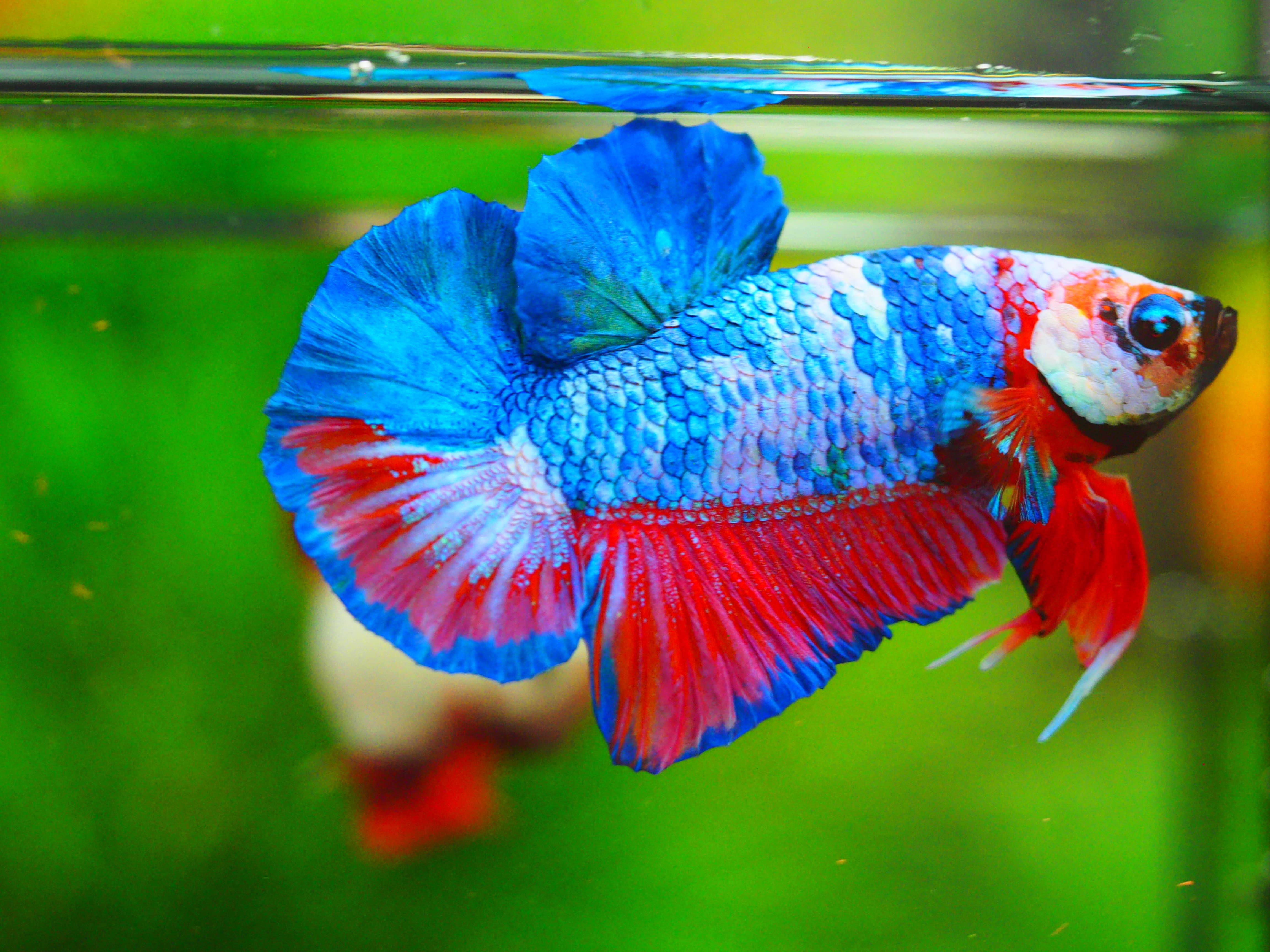 HMPK KOI GALAXY MALE GRADE A++