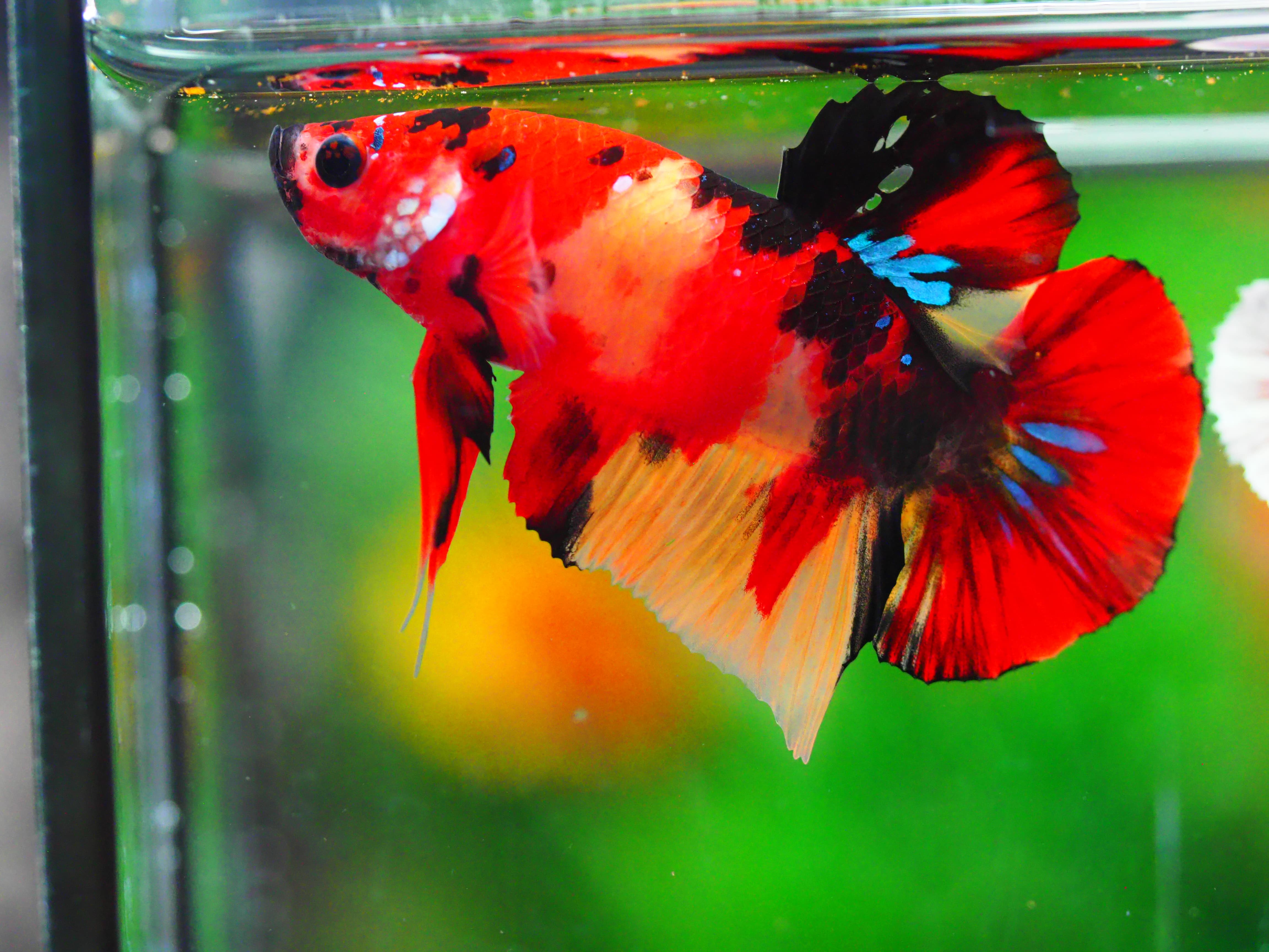 HMPK NEMO GALAXY MALE GRADE A +++