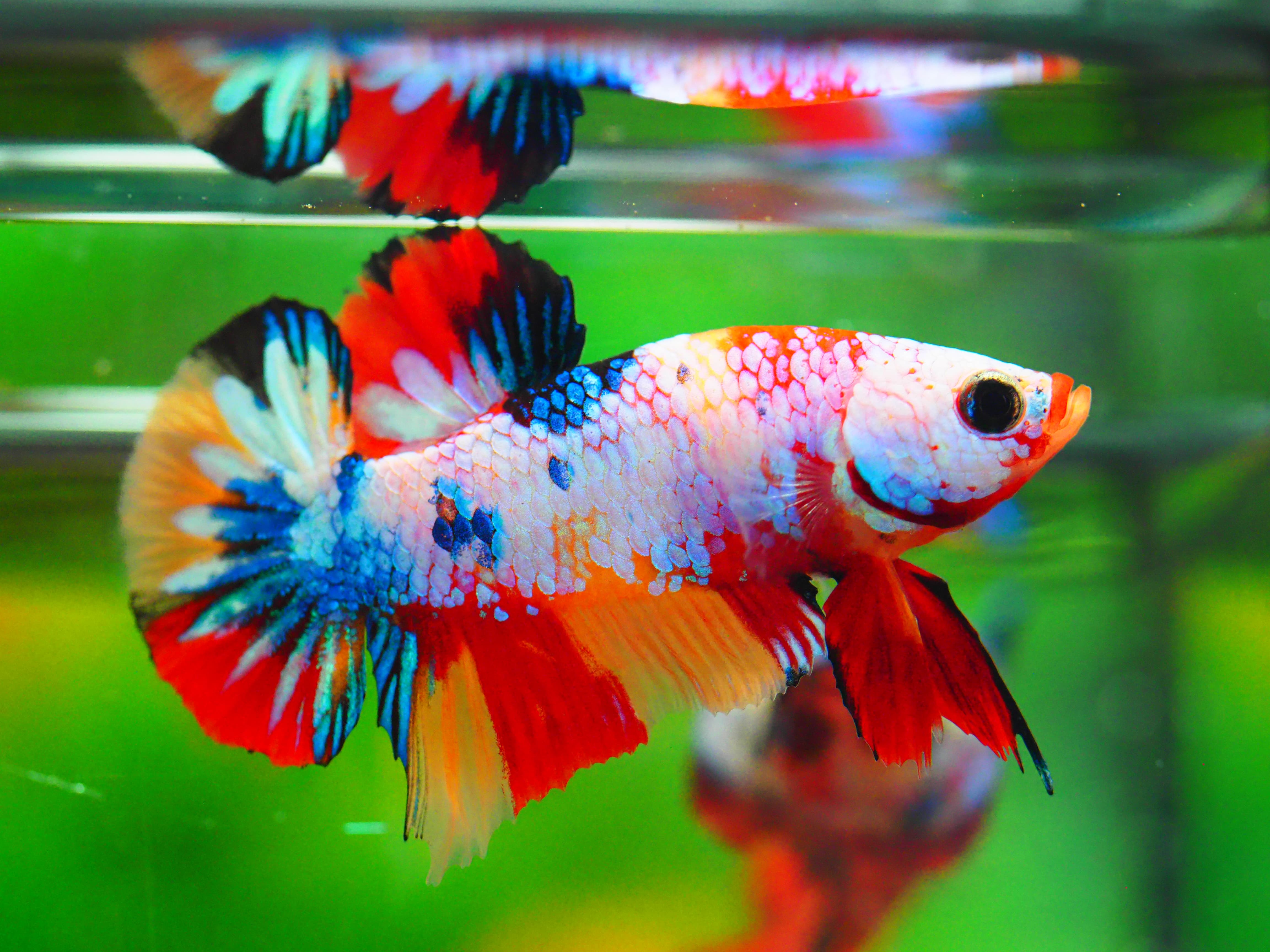 HMPK NEMO GALAXY MALE GRADE A +++