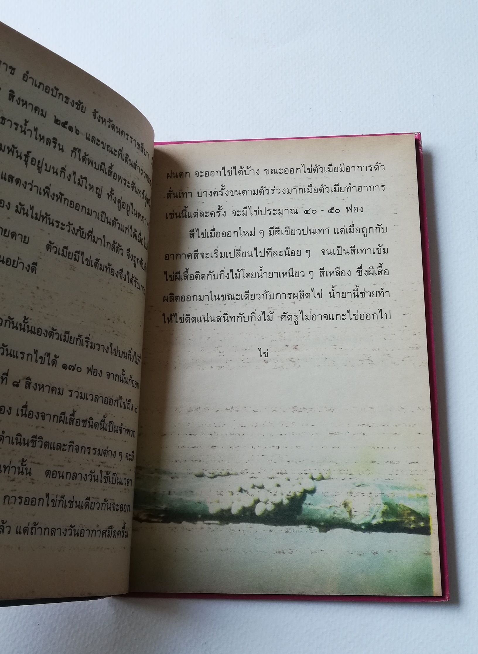 มีหลายภาพ, หน้าแรกมีตำหนิ ตามภาพ หนังสือเล่มเล็ก หนังสือชุดความรู้ไทยขององค์การค้าคุรุสภา ,ผีเสื้อแสนสวย พิมพ์ครั้งที่ 2 ปี 2527