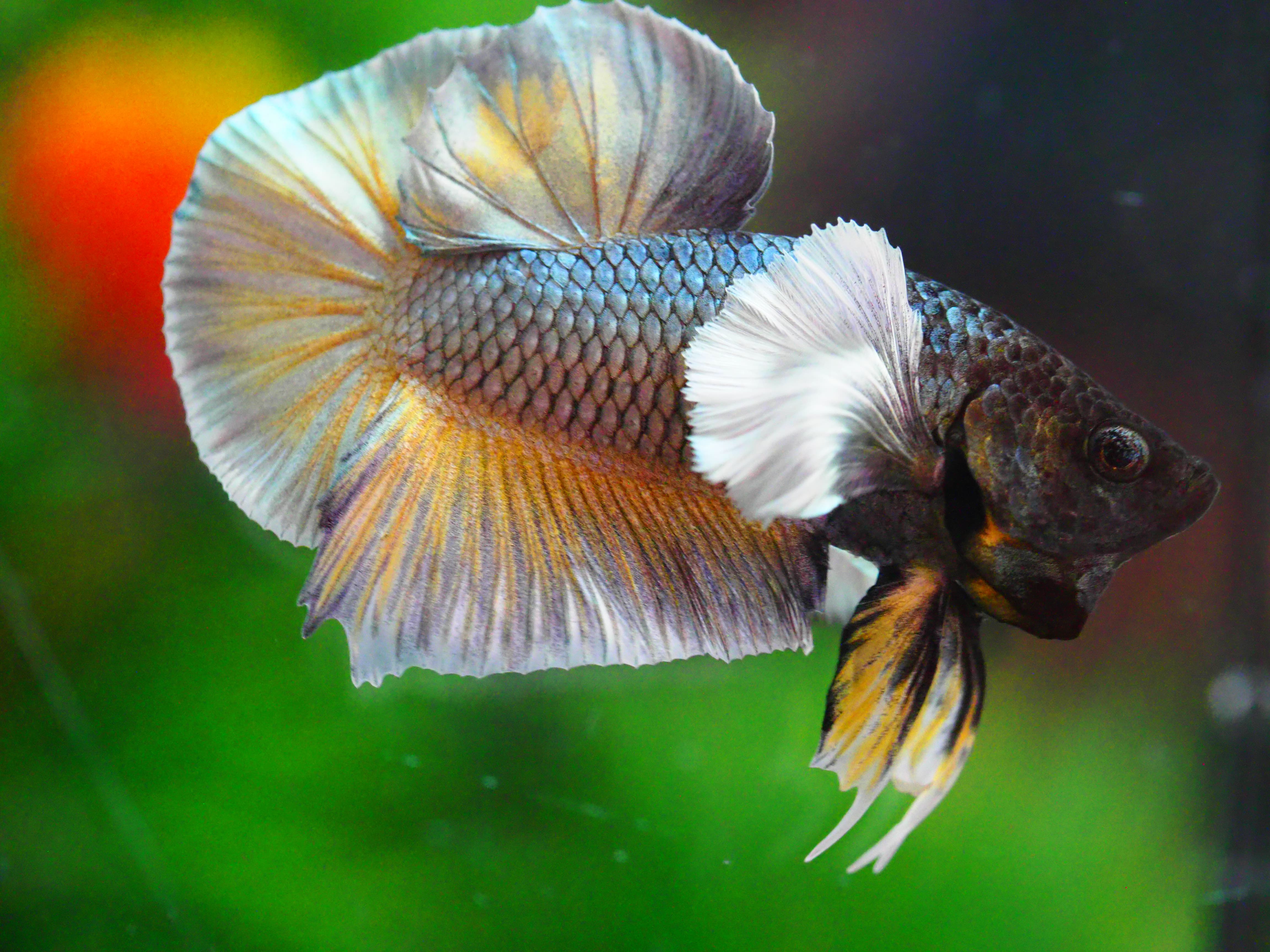 HMPK DUMBO MALE GRADE A +++