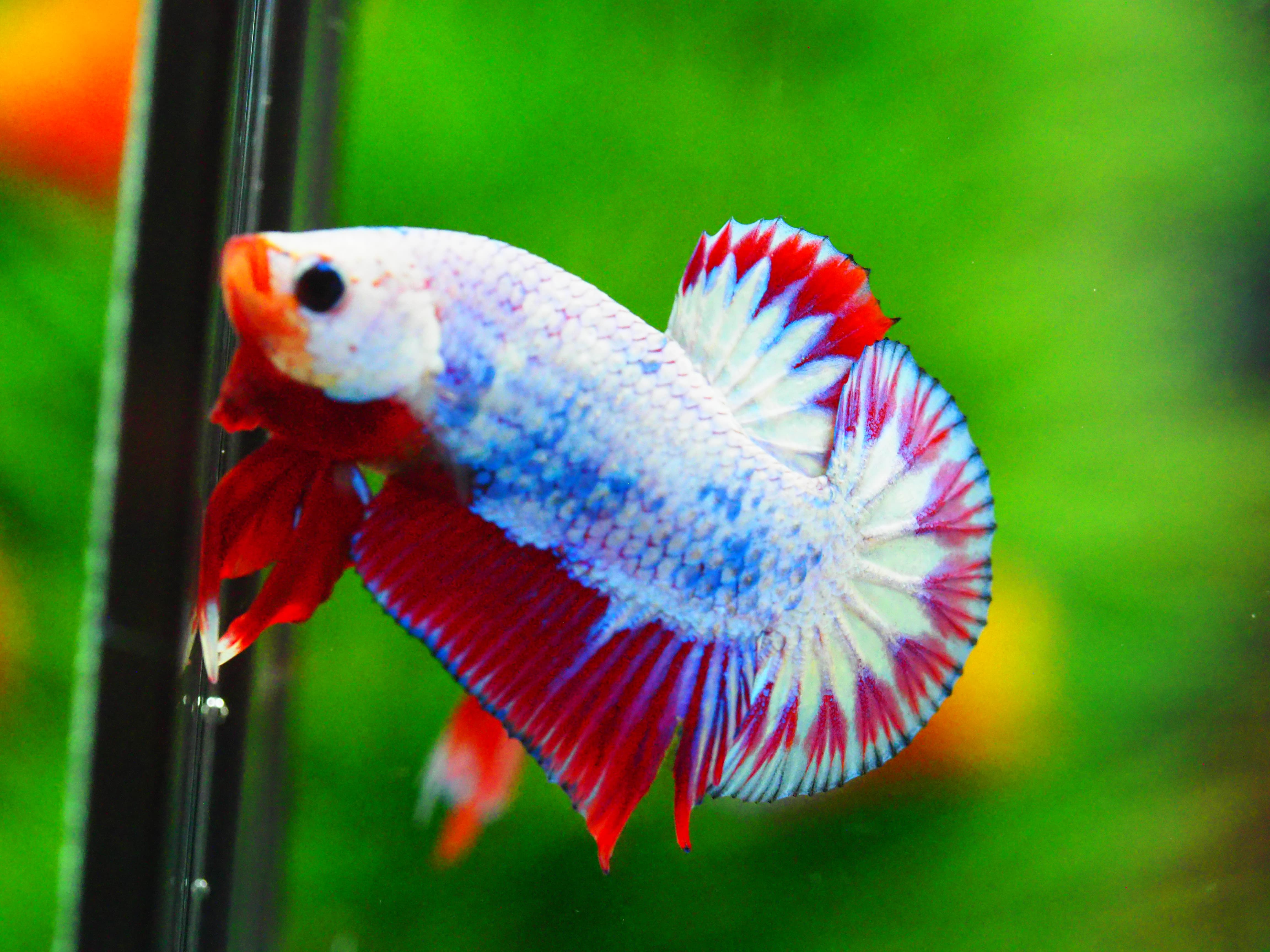 HMPK FANCY MALE GRADE A +++